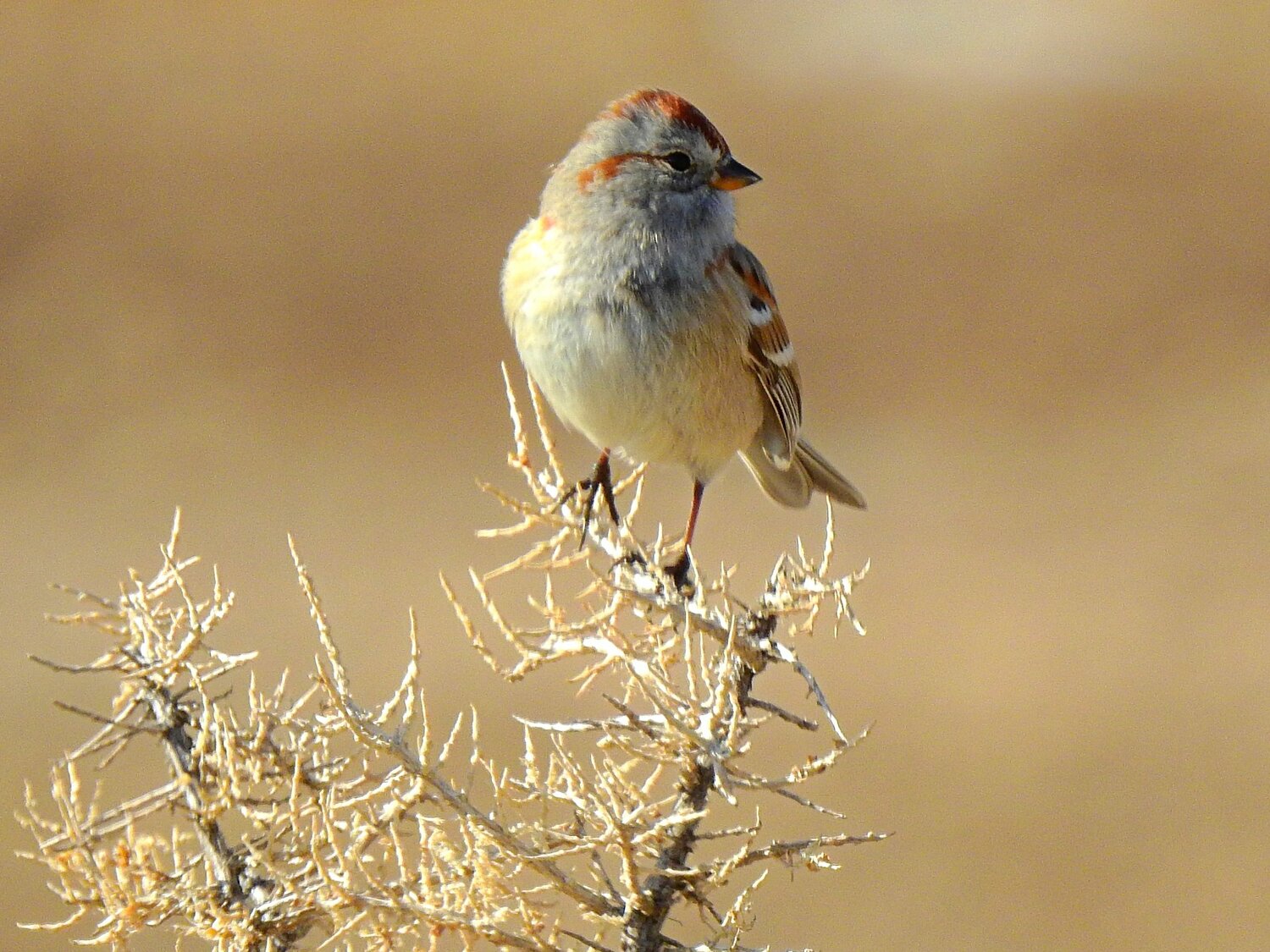 This week’s Bird of the Week, compliments of the Weminuche Audubon Society and Audubon Rockies, is the American tree sparrow. 
European settlers in North America, reminded of a bird on the continent they left behind, gave the American tree sparrow a name that really doesn’t fit. Instead of in trees, these birds are more likely found on the ground, where, in winter, they search for food in weedy fields, brushy edges of woodlands, crop fields and overgrown gardens.
Even their breeding areas in far northern tundras are scrubby areas at or above the northern treeline, and usually have only a few small trees used by males to perch and sing their sweet songs. These regions, which stretch across Alaska and northern Canada, provide the abundant supply of insects, spiders and snails which birds eat and feed to their young during breeding season.
In winter, American tree sparrows range across northern and central North America. From fall through spring their diet is almost exclusively vegetarian. In small flocks they scratch and peck at the ground, hop up at bent weeds and fly up and beat their wings against grass heads to dislodge seeds. Flocks communicate with musical two-note calls while foraging. Where they live around people, they readily eat seeds under bird feeders.
These sparrows need to take in around 30 percent of their body weight and a similar proportion of water each day to survive. Comparing to a human, this would mean a person weighing 150 pounds would daily need to take in 45 pounds of food and five gallons of water.
American tree sparrows are identified by a rust-colored cap and eyeline, plain gray chest with a central smudge spot and bi-colored bills, dark on top and yellow on bottom. They are known as “winter chippies,” a nod to the similarities shared with chipping sparrows, a common summer sparrow that migrates south in winter.
Due to troubling long-term population trends, Partners in Flight lists these birds in the category of Common Birds in Steep Decline. The loss of weedy field habitats in their winter range is thought to be a contributing factor. 
For information on events, visit www.weminucheaudubon.org and www.facebook.com/weminucheaudubon/.