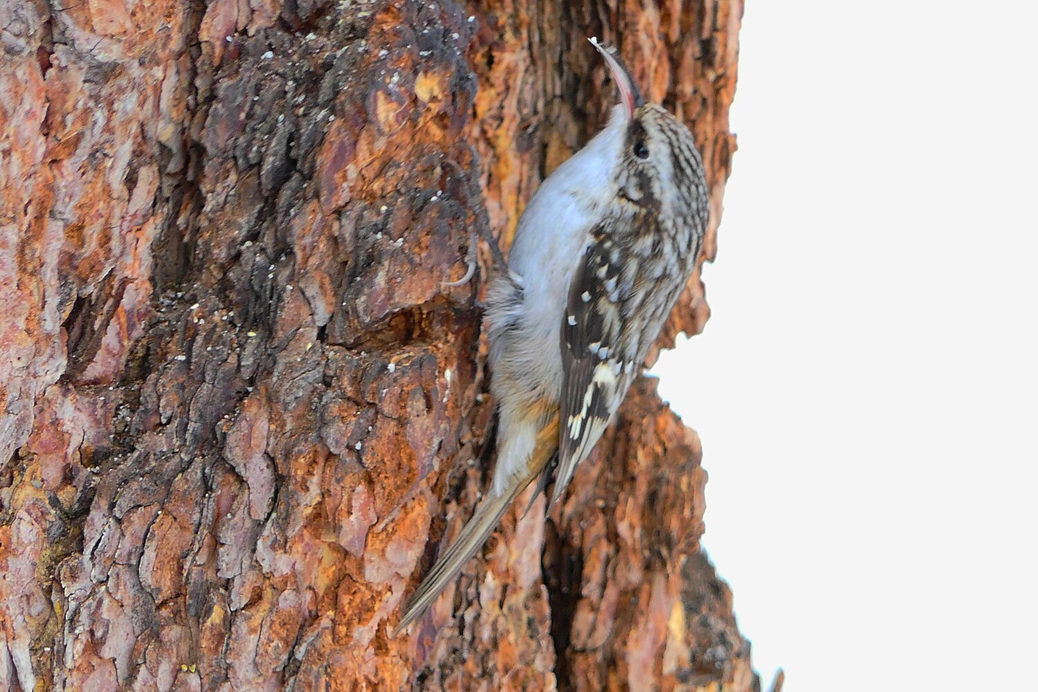 This week’s Bird of the Week, compliments of the Weminuche Audubon Society and Audubon Rockies, is the brown creeper. 
Tucked within the bark crevices of mature conifers and cottonwoods are life forms concealed from our eyes, but not from those of the brown creeper. Either dormant in winter or active in summer, insects and spiders are hiding in bark in stages of development from egg to adult.
In this environment, the methodical and thorough searches of the brown creeper uncover food missed by more active birds. On short legs with long, curved claws, the small creeper hops in spirals up the trunks of trees. Using its long stiff tail as a brace, it stops to peer into the bark and uses its long, thin, curved bill to extract the food it finds. The creeper lives in an upward pursuit of bark-dwelling invertebrates.
In our area, the brown creeper is a year-round resident of mature forests with large trees having deeply furrowed bark. Those birds that live at higher altitudes may move downslope in winter and show up at bird feeders on trees to eat suet or seeds.
This creeper needs both live trees for foraging and dead or dying ones for nesting. The female builds a hammock nest built of twigs and bark shreds held together by spiderweb silk. The hard-to-find nest is tucked behind a loose flap of bark on a dead tree. After logging, the presence or absence of brown creepers may be used to gauge the health of the forest left behind. Dead and dying trees are essential for this bird and for many cavity-nesting species.
The cryptic plumage streaked in brown and buff that the brown creeper wears on its back provides amazingly effective camouflage. Its white belly is typically pressed against the bark. When threatened, the brown creeper spreads its wings against the tree, remains motionless and disappears against the bark.
Although the high-pitched, soft songs and calls of the brown creeper are beyond the hearing range of many people, sound identification cellphone apps can help in locating this common but often hard-to-see bird. 
For information on events, visit www.weminucheaudubon.org and www.facebook.com/weminucheaudubon/.