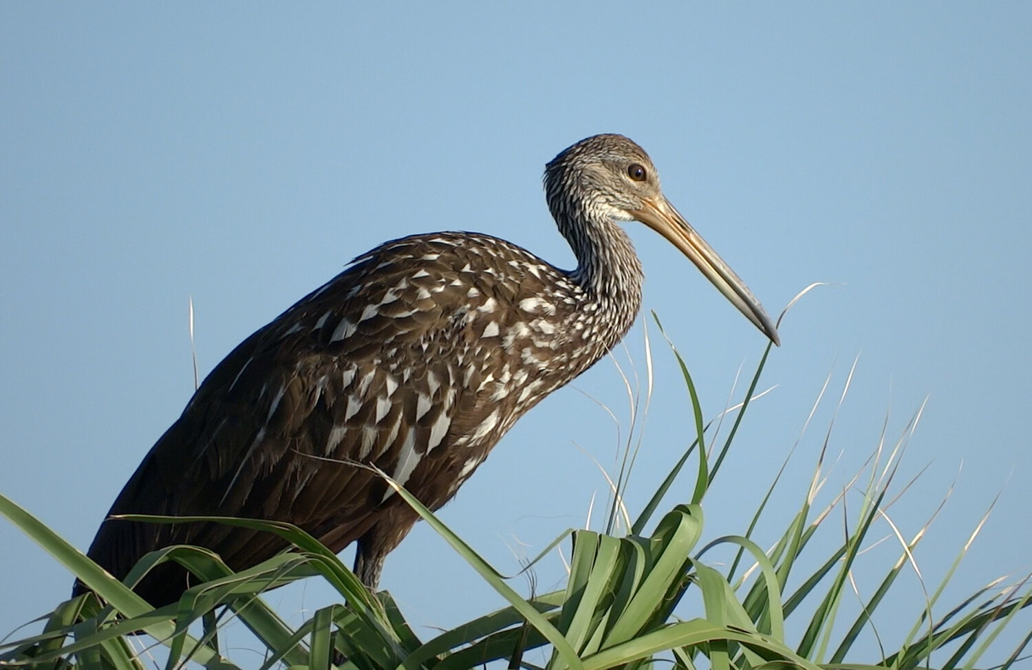 Videographer Darryl Saffer will present a short film on the limpkin and other wetlands waders at the Feb. 19 Weminuche Audubon Society meeting.