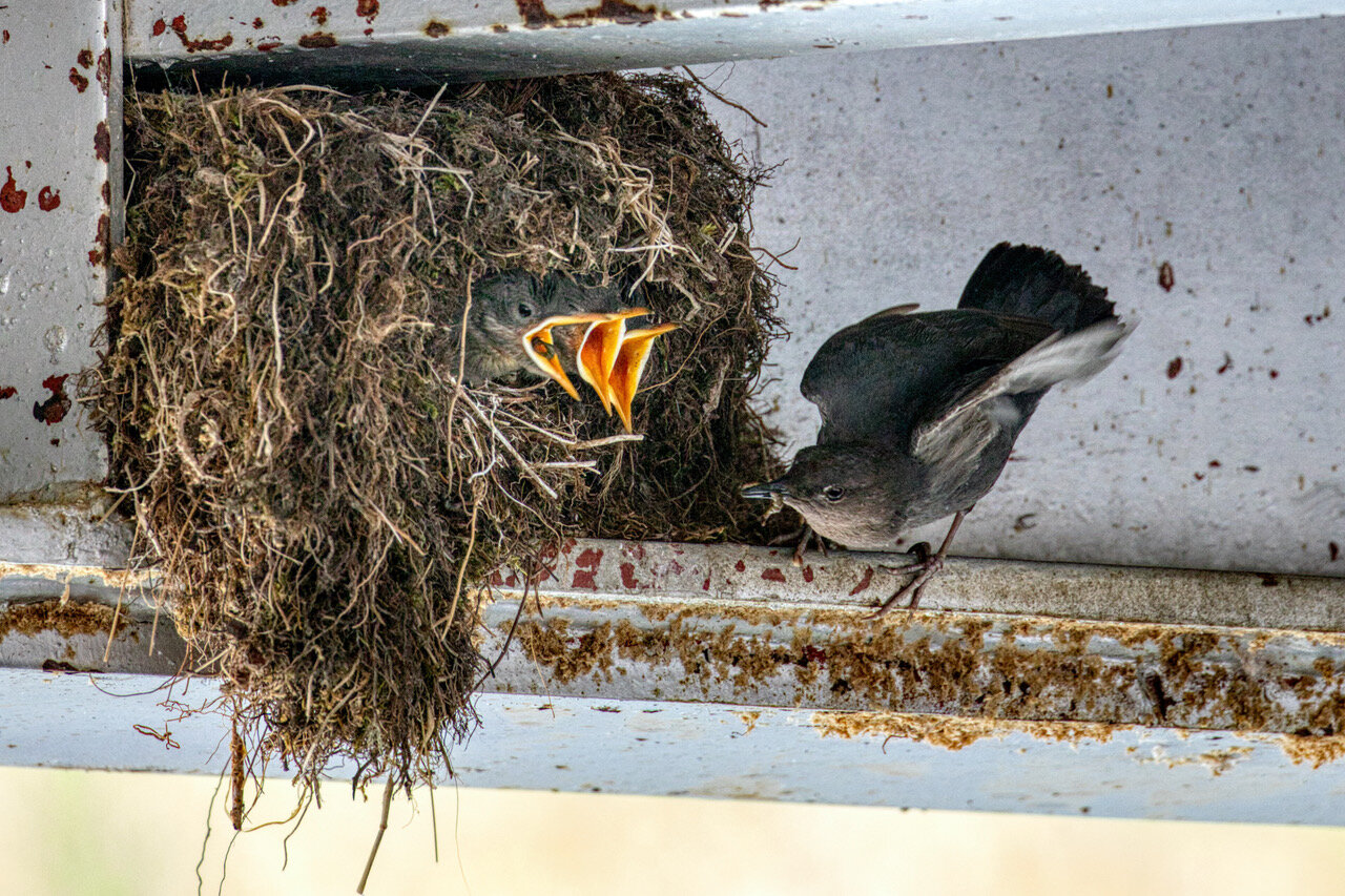 The Weminuche Audubon Society will highlight its local American Dipper Project at a gathering on March 19.
