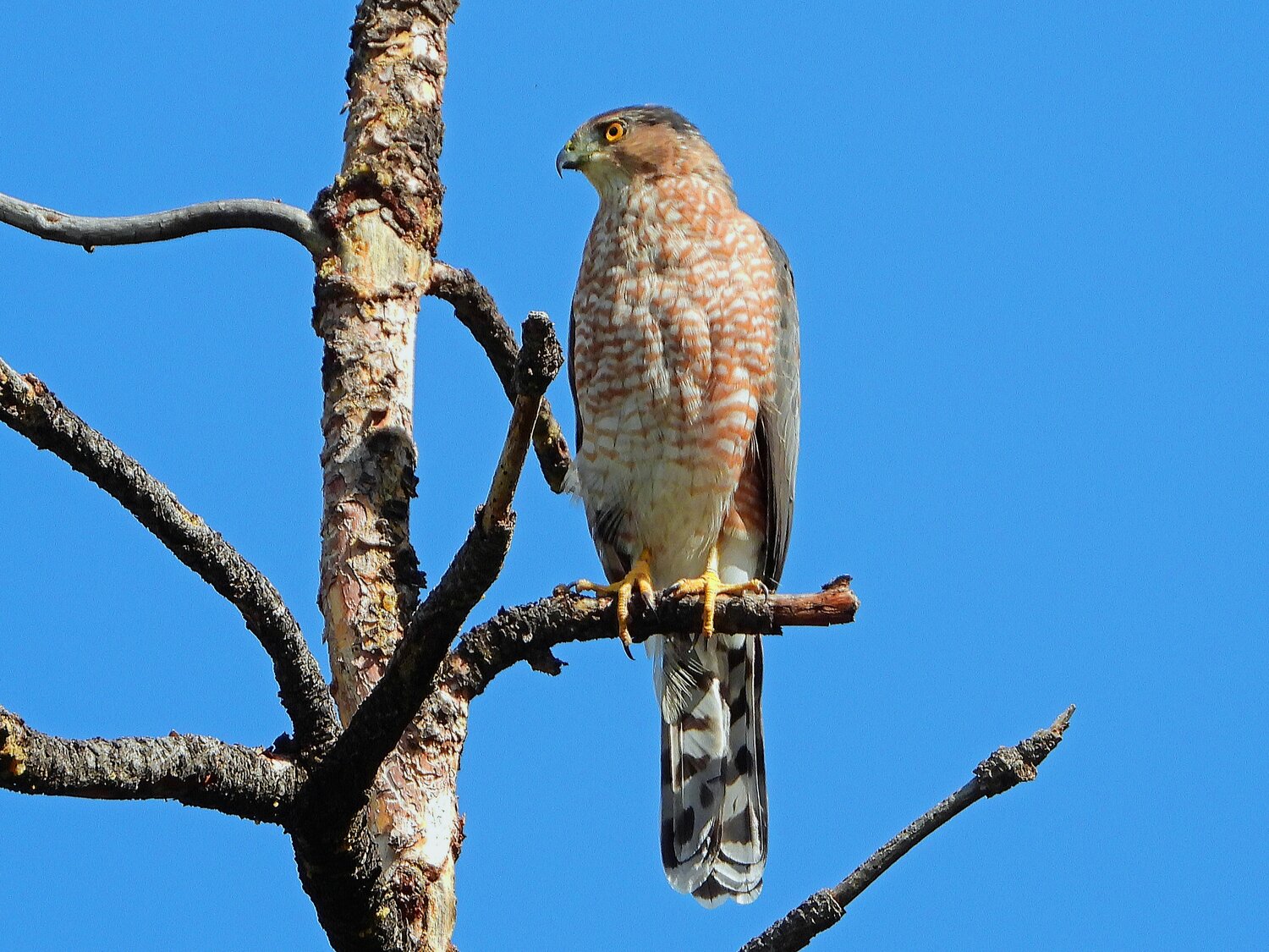 This week’s Bird of the Week, compliments of the Weminuche Audubon Society and Audubon Rockies, is the Cooper’s hawk. 
Accipiter hawks are not only characterized by their adept ability to hunt prey (largely birds) in the tight constraints of forested ecosystems, but also by their body shape, including relatively short but rounded wings and long tails that improve maneuverability in the woodlands. Species of these “sparrowhawks” found locally include northern goshawks, sharp-shinned hawks and Cooper’s hawks. Their relatively long legs and talons allow for quick, stalk-and-capture hunting methods. Choice prey in this region include medium-sized species of birds (dove, robins, jays, grouse, etc.), as well as rodents, hares and bats. When not pursuing prey, flight is characterized by a graceful flap-flap-glide.
Cooper’s hawks share common field marks with their smaller cousin, the “sharpies,” making identification sometimes challenging. But there are a few key distinctions that can help with parsing them out. First off, one of our chapter members once offered that Cooper’s hawk’s heads, while perched, appear much stockier and squared off like that of a linebacker (think less-distinctive neck). Their capped dark head does, however, have more of a distinct color separation from the slate gray on their back and wings. They have rusty-red barring across an otherwise pale breast and belly, with feathering carrying further down than sharpies to obscure their legs. When in flight, the Cooper’s head sticks out more prominently from the leading edge of the wing creating more of a “t-shaped” profile. A long tail has alternating bands of black and gray with a more curved tail profile and white terminal band. Juvenile birds are brown-backed with clear streaking on the breast and lack the red eyes of maturity. 
These hawks are no strangers to wooded residential neighborhoods, as they routinely catch prey birds off-guard at feeders. In fact, after this species rebounded from the banning of DDT pesticides, it has shown steady increases in population trends, likely due to supplemental food sources congregated in folks’ backyards. Currently, the biggest concern with human-afflicted fatalities is collisions with windows, whether residential or automobile. Interestingly, according to some research, these birds survive lots of broken bones in their harrowing chases through the trees to seek prey.
These birds can live for more than 20 years. Females are larger than males and, thus, males often are careful to approach and court prospect mates, often bowing and offering flight displays to woo. Once pairs are formed, they tend to be long-term. Males largely build the nests in March, while females provide the majority of egg incubation, typically leading to approximately two to four surviving fledglings. 
For information on events, visit www.weminucheaudubon.org and www.facebook.com/weminucheaudubon/.