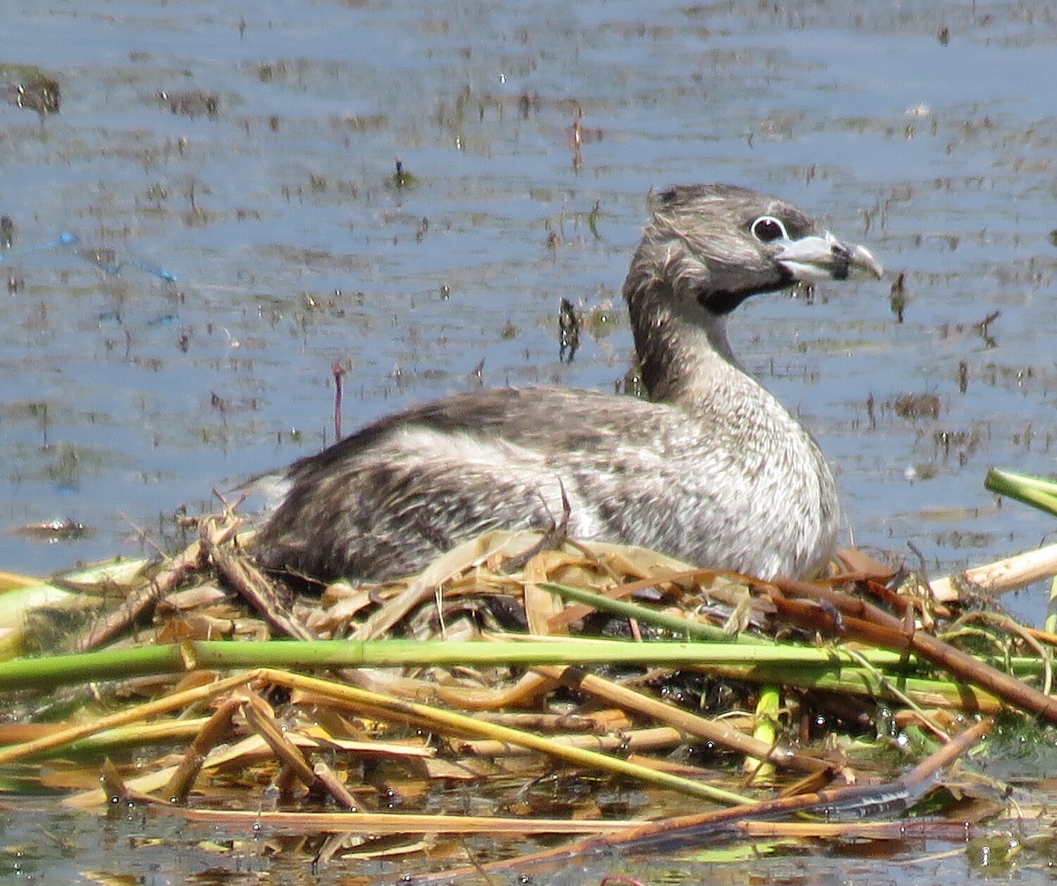 This week’s Bird of the Week, compliments of the Weminuche Audubon Society and Audubon Rockies, is the pied-billed grebe. 
The word pied describes something with two or more different colors. In the case of this bird, in breeding season it describes its unusually thick bill which changes color from yellowish to bluish-white with a prominent black band. These small waterfowl have compact bodies, large blockish heads and almost no tail. In summer they have dark brown upperparts and gray sides.
The Latin name of its genus, podylimbus, which translates as “feet at buttocks,” describes another physical characteristic of this bird. Having feet far back on the body is a design common to this and many other diving birds. This trait, combined with lobed toes, makes these grebes expert divers but awkward on land, and they are rarely seen out of water.
The ability to squeeze air out of the spaces between feathers and body and to expel air from internal air sacs allows these birds to change their buoyancy. They may quietly sink out of sight like a submarine. To avoid danger, they may stay afloat for a long time like a crocodile, with only their eyes and nostrils exposed above the water line.
Pied-billed grebes dive for most of their food. They are opportunistic feeders that use their strong bills to crush crayfish and small fish. Crabs, shrimp, snails, and aquatic insects and their larvae are among the food items taken. They eat quantities of their own feathers and even feed feathers to the chicks. The feathers act like a strainer to prevent hard, indigestible parts from entering the intestines, which are regurgitated as pellets.
In dense stands of aquatic vegetation, pairs gather decaying plant matter from the bottom and pile it up to construct a floating nest. They continue to add material throughout the incubation period to keep the nests afloat and the eggs out of water. On their second day, chicks leave the nest and for the first week spend time riding on the backs of their parents.
With zebra-striped heads and a flash of orange on the back, pied-billed chicks are cute. Look for the young with mom and dad on area lakes and ponds as early as mid-May. 
For information on events, visit www.weminucheaudubon.org and www.facebook.com/weminucheaudubon/.