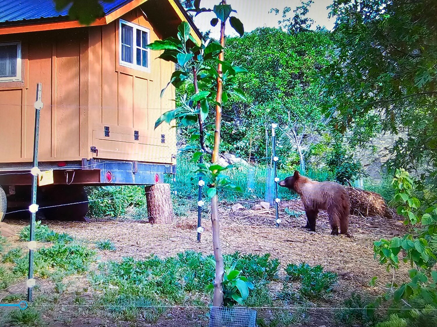A bear looks at recently electrifed fence protecting a coop. There are an estimated 17,000 to 20,000 black bears in the state, and those raising chickens are encouraged to take steps to reduce conflict.