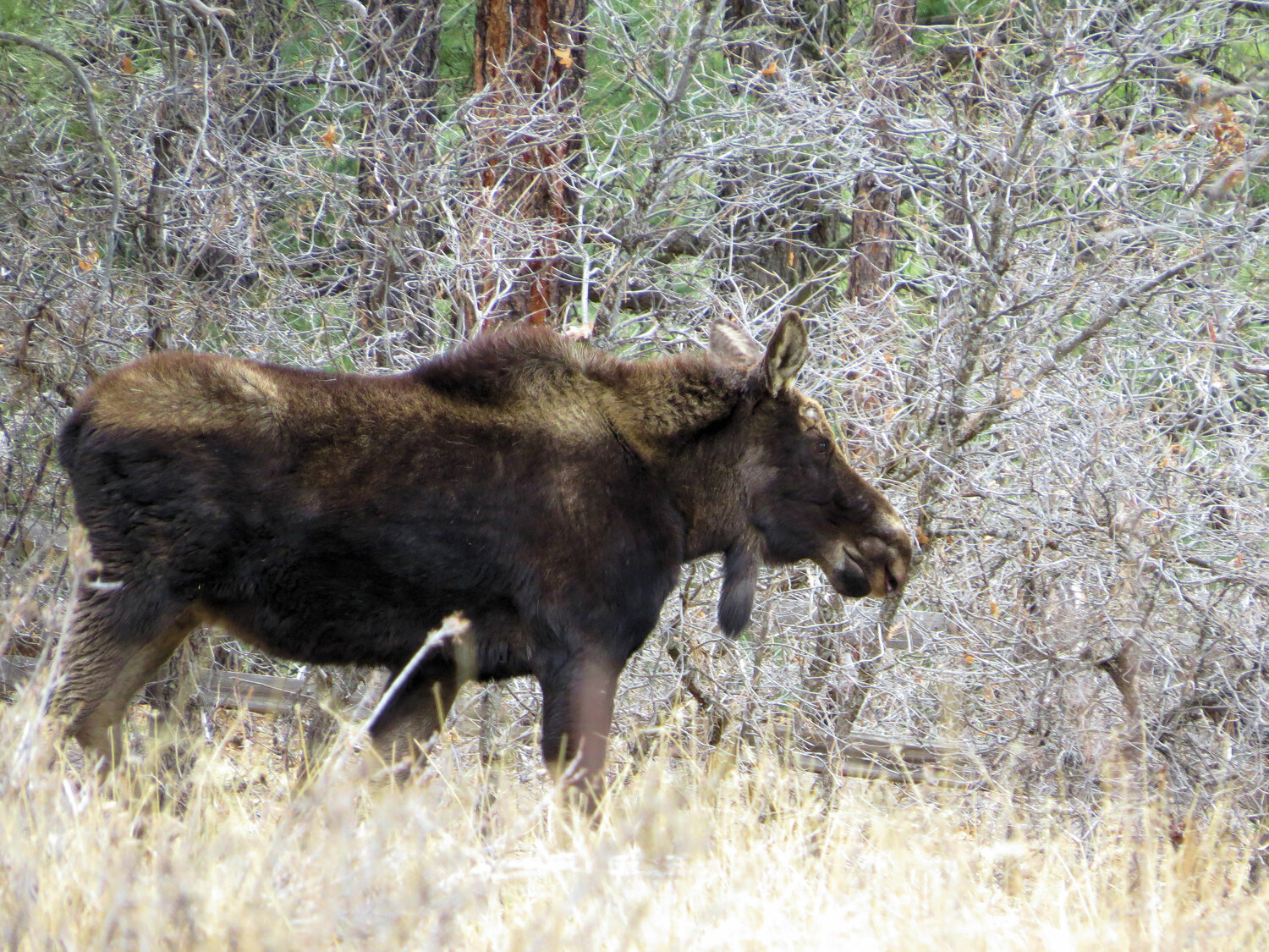 Residents in the Twincreek Village area were treated to a rare sight on Saturday, April 12: a moose. Multiple residents reported the unexpected and exciting sighting.
