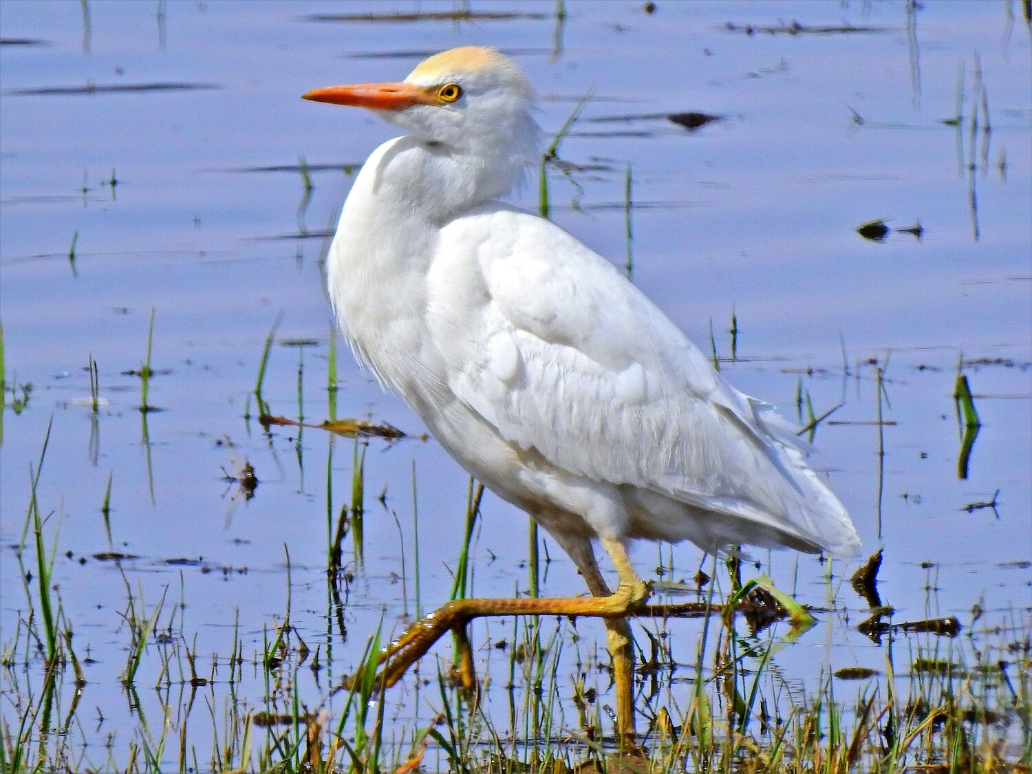 This week’s Bird of the Week, compliments of the Weminuche Audubon Society and Audubon Rockies, is the western cattle egret. 
Original ancestors of this egret lived in Africa. In North America, the cattle egret was first reported in Florida in 1941 and documented breeding there by 1953. In less than 15 years, its breeding range had expanded as far north as Canada. Today, breeding has been confirmed in pockets in almost all of the United States. 
Two years ago, the cattle egret species was split into the geographically separated western type, which lives in Africa, western Asia, southern Europe and the Americas, and the eastern type, which lives in eastern Asia, Australia and New Zealand. 
Unlike other herons and egrets, which are usually associated with water, this small tropical heron spends most of its time in fields. It is known to follow large animals or farm equipment and eat the invertebrates that they stir up. Its common name here is derived from its association with cattle. In other parts of the world they are known by the animals they associate with and are called elephant birds, and rhinoceros and hippopotamus egrets. 
Part of their success is attributed to their broad diet. They eat insects, other invertebrates, fish, frogs, small mammals and birds. They will fly toward smoke to catch the insects fleeing fire. They forage alone or in large, loose flocks. 
These egrets have shown an aptitude for dispersing to new areas and, after breeding, vagrants range widely. In addition to native grasslands, they will feed in fields, on lawns, in parks and at the edges of airport runways. They can become a nuisance when they build their large, noisy, smelly colonies in populated areas. 
These all-white herons with yellow legs and a short, yellow bill develop golden plumes on the head, neck, chest and back in breeding season. For a short period, their bills and legs turn bright red to signal their readiness to mate. They are smaller and more compact than the other white herons that stop here. 
Western cattle egrets are highly migratory. We have the chance to see them in spring in small numbers when they stop on their journeys between southern winter areas and summer breeding territories.
For information on events, visit www.weminucheaudubon.org and www.facebook.com/weminucheaudubon/.