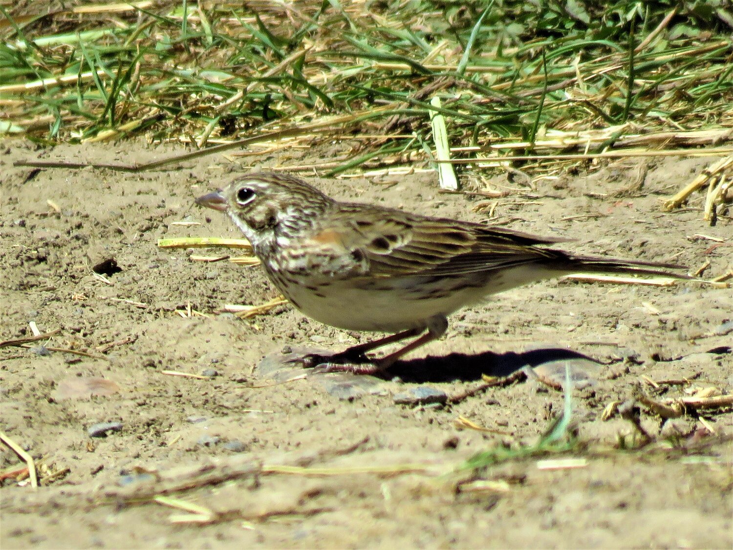 This week’s Bird of the Week, compliments of the Weminuche Audubon Society and Audubon Rockies, is the vesper sparrow. 
The peak chorus of birdsong occurs in the early hours of morning. The sweet, musical song of the vesper sparrow is also often heard at twilight, the time of day of vespers. This Christian service which ends the day in prayers and song inspired the common name of the vesper sparrow.
Both the Greek and Latin words in its scientific name, Pooecetes gramineus, which translate as grass-lover and grass dwelling, refer to the habitat where this bird is found.
This is a bird of dry landscapes with short, sparse grass and scattered shrubs. It can be found in mountain meadows, grassy mesas and sagebrush steppe, often using fence lines and posts to perch and sing.
In these habitats it scratches the ground for the seeds of grasses, weeds and grains. In summer it adds insects and spiders to its diet, aiding the farmer by eating many crop-destroying insects and weed seeds. With water scarce, it takes frequent dust baths to keep its feathers free of oil and parasites.
Typically solitary, this sparrow prefers to walk or run over flying. In courtship displays, the male runs after a female with wings raised and then jumps into the air while bursting into song. Who could resist? The female makes a ground nest in a shallow depression concealed next to a clump of vegetation, log or branch.
Like the dark-eyed junco, this sparrow flashes the white outer edges of its tail feathers in flight. It is relatively large, has a prominent white eyering and a streaked chest. A rufous-colored shoulder patch can be hard to see. It is not as shy as many ground-dwelling sparrows and often feeds at roadside edges.
We find vesper sparrows here in spring and summer. By October most have left for winter homes in the southern United States and Mexico. As is true for several grassland species, loss of habitat has caused population declines in many areas.
For information on events, visit www.weminucheaudubon.org and www.facebook.com/weminucheaudubon/.