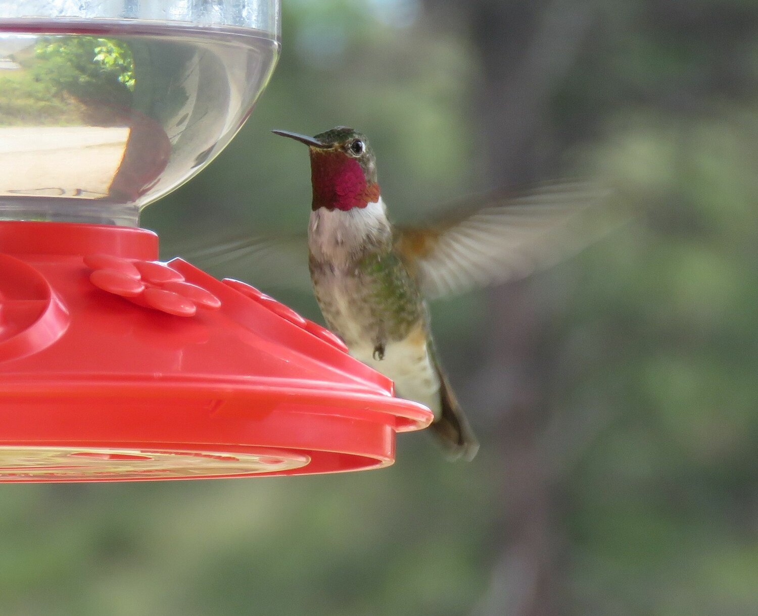 This week&rsquo;s Bird of the Week, compliments of the Weminuche Audubon Society and Audubon Rockies, is the broad-tailed hummingbird. 
With the earliest males typically arriving in mid-April, this is one of the two hummingbird species that breed in our area. These tiny birds fly from as far south as Mexico or Guatemala to spend the summer here. Broad-tailed hummingbirds search for flower nectar in high mountain meadows of the West and build their nests in open woods up to 10,500 feet in elevation.
In courtship flights, a male climbs as high as 100 feet in the air and hovers before descending in a dive at speeds up to 50 mph to pull up in front of a female. He angles his flight to catch the sun and flash his brilliant purple-red gorget. These birds do not form pair bonds. Males may mate with several females and leave them to raise their young alone.
Using gossamer and spiderwebs, a female builds a tiny, well-insulated nest on a tree branch with overhead cover. The outside is camouflaged with lichen, bark and moss. The inner diameter can be less than 1 inch, but the nest is designed to stretch as the chicks grow. When temperatures dip at night, these hummingbirds can enter a state of torpor by slowing their heart rate and dropping their body temperature. Males may move upslope to escape the colder mountain valleys at night, but nesting females have to stay.
Hummingbirds have the fastest wingbeats and heartbeat of any bird. They are the only birds that can fly backward and straight up and down. They are also the most colorful family of birds on Earth, with tiny feather structures that create shiny, reflective iridescence.
The throat of a broad-tailed hummingbird is rose-colored in an adult male and white with green spots on a female. Their tail feathers are broad and rounded with rusty colors tipped in white, but these details can be difficult to see. In flight, the wings of a male produce loud, metallic trills.
A warming climate, which causes plants on their breeding grounds to flower earlier, causes a mismatch in nectar availability for these high-elevation hummingbirds. Populations have declined by around 45 percent in the last 50 years.
For information on events, visit www.weminucheaudubon.org and www.facebook.com/weminucheaudubon/.