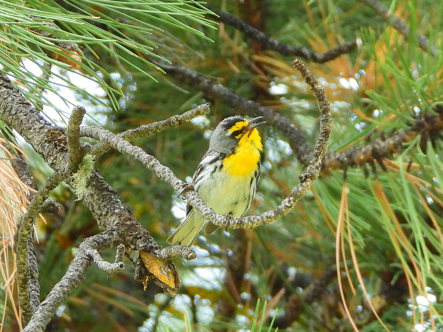 This week’s Bird of the Week, compliments of the Weminuche Audubon Society and Audubon Rockies, is the Grace’s warbler. 
June is the month of an affliction known as warbler neck. It is the result of spending too much time with your head tilted back while focusing binoculars on the treetops in search of the small, often colorful migratory birds known as warblers. In the company of people who love spying on birds, the condition can be contagious. 
Warblers belong to a large family of birds, the Parulidae, with more than 115 different species spread throughout North, South and Central America, and the Caribbean. They are vocal, active insectivorous birds that are a challenge to track. Most have thin, tweezer-like beaks designed for capturing insects. 
Fifty-six warbler species spend time in the United States and Canada. Spring migration coincides with leaf out, when tiny caterpillars are hatching to feed on leaves. Warblers eat a huge number of these insects before they can do serious damage to trees. 
The Grace’s warbler is a specialist of mature pine forests in parts of the southwest United States and areas to the south. Here it stays in the ponderosa treetops, where it gleans small branches, twigs and clumps of needles to catch insects and spiders. Sometimes it sallies out to snatch an insect flying by. It usually stays well away from the tree trunk, even building its tiny woven nest inside a pine needle cluster near the outer edge of a tree. 
Measuring less than 5 inches, the Grace’s is one of the smallest warblers. Its upperparts are gray, it has two white wingbars, and the bright yellow of its throat extends above the eyes. Tracking its song in the treetops is the best way to find its location. 
Because its territories are large, nests are well hidden and individuals are a challenge to follow, the Grace’s warbler is one of the least-studied birds in the United States. It is known to be a victim of brown-headed cowbird nest parasitism. 
Likely due to a loss of mature pine forests in the United States and Mexico, Grace’s warblers are on the Partners In Flight watch list for species in serious decline. 
For information on events, visit www.weminucheaudubon.org and www.facebook.com/weminucheaudubon/.