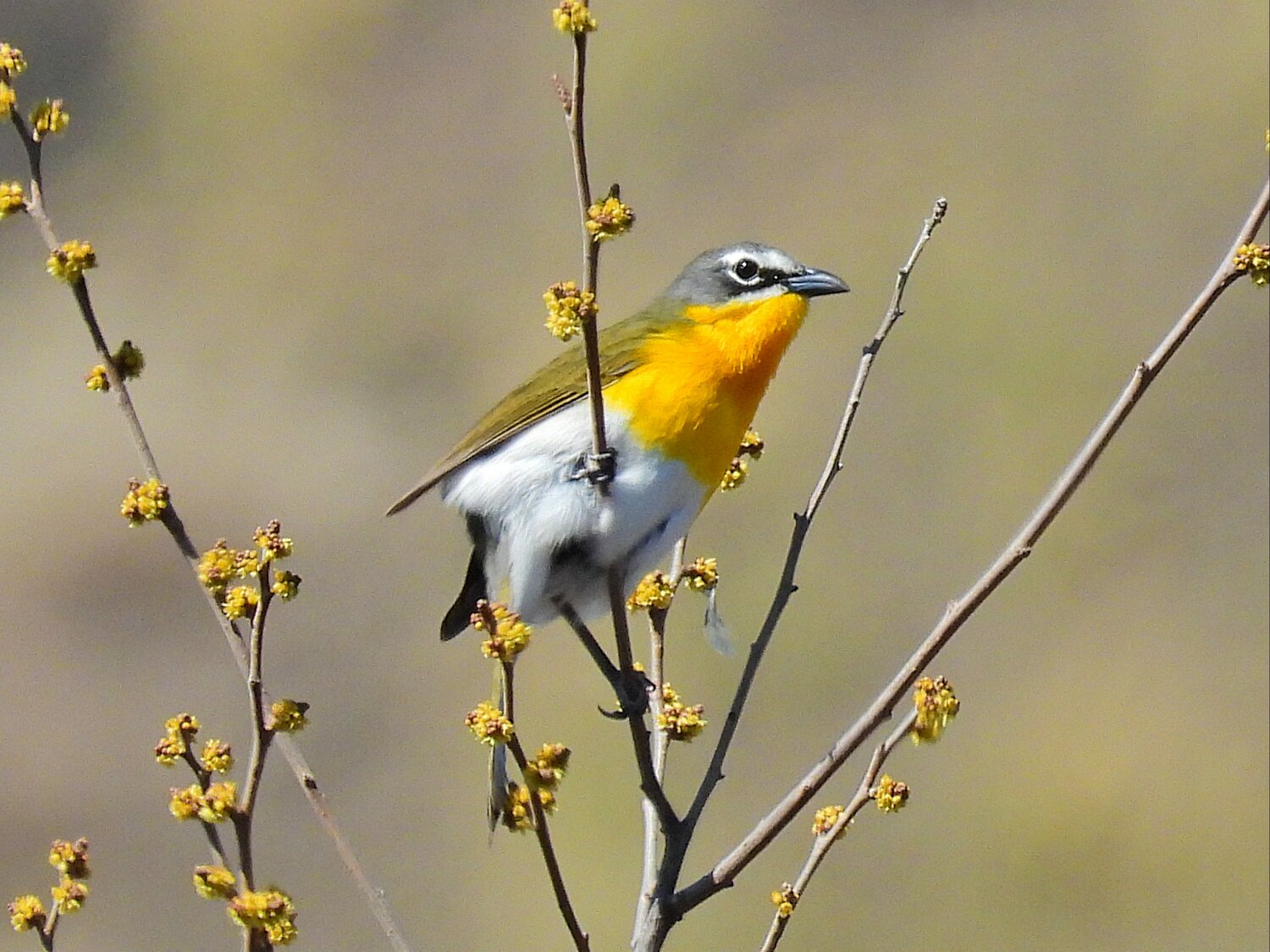 This week’s Bird of the Week, compliments of the Weminuche Audubon Society and Audubon Rockies, is the yellow-breasted chat. 
In spring, this is a bird with a lot to say. If you are searching a dense thicket for the source of rather unbirdlike noises — including whistles, cackles, chuckles, hoots and gurgles — this may be your guy. 
The lemon-yellow breast and white spectacles are stand-out features on this olive-gray bird. For its size, it is big-headed and has a long tail. In summer the chat breeds across much of the United States. It is only reported in our area between May and August before departing to Central America for the winter. 
The yellow-breasted chat was formerly classified in the warbler family, but it didn’t quite fit in there. DNA studies suggest a relationship to members of the blackbird family, but enough differences in behavior and anatomy have earned this bird its own family, where it is the only member. 
These birds are seldom heard or seen during much of the year, but it can be a different story during breeding season, when males may be conspicuous, entertaining with their strange songs from an exposed perch. To attract a mate, the male may perform a musical display flight, singing while flapping his wings with legs dangling. He even frequently sings at night. 
The yellow-breasted chat is often associated with water, but also can be found in shrubby vegetation of forest edges, logged areas, fencerows and abandoned farmland. It feeds on a variety of insects and spiders gleaned from foliage. Half or more of its diet consists of wild fruits and berries. Although not normally a feeder bird, some that winter in the northeast will come to suet feeders. 
The chat breeds in habitats of impenetrable briary tangles that suit its secretive nature. Females especially spend much of their life close to the ground, where they nest in low, dense vegetation. Although pairs are mostly monogamous, nestlings of the same brood sometimes have different fathers, and males may also have more than one partner. 
The yellow-breasted chat is one of our fun summer birds to be on the lookout for now. 
For information on events, visit www.weminucheaudubon.org and www.facebook.com/weminucheaudubon/.
