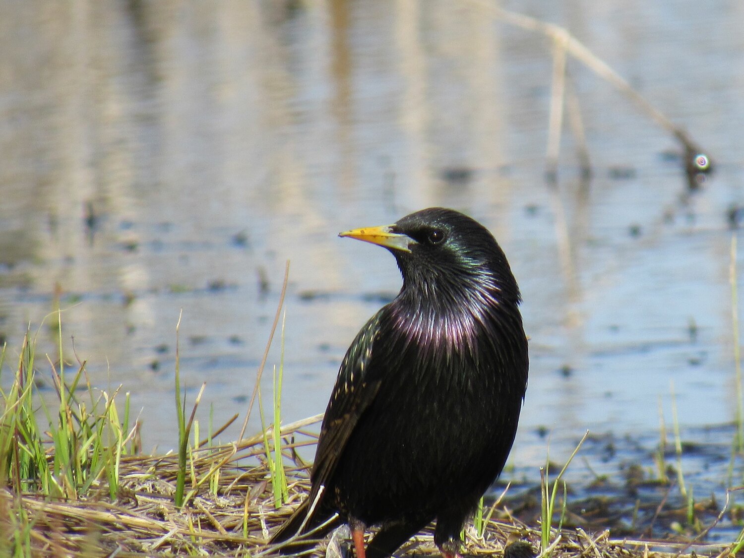 This week’s Bird of the Week, compliments of the Weminuche Audubon Society and Audubon Rockies, is the European starling. 
Prior to the 1890s releases in New York of around 100 starlings imported from Europe, these birds did not inhabit North America. A look at the current range map shows just how successful they have been at colonizing the United States and Canada where many now live year-round. They are counted among the continent’s most numerous songbirds. Starlings typically live around people, and their simple habitat requirements are easily met in towns. To forage they need open grassy areas of short vegetation like those found in parks, in lawns and in fields. They need water to drink and bathe, and tree cavities or crevices in buildings for nesting. 
European starlings eat nearly anything. On the grass, they poke their closed bills into the earth and capture insects and other invertebrates with the use of strong jaw muscles that force the bill open. They also eat wild and cultivated fruits, grains, seeds, nectar and livestock feed, and pick through our garbage for food scraps. During breeding season they are extremely aggressive birds that drive other cavity nesters away from desirable nest sites. Outside this time of year they are gregarious birds that feed and perch together in flocks. 
They are admired for their ability to fly together in huge groups in hypnotic, swirling, shape-shifting clouds of birds known as murmurations. During these flights, each starling responds to the flights of six or seven of its nearest neighbors to change direction and position in the flock. 
Starlings are admired for their vocal abilities. Their songs are composed from loud whistles and softer warbling. They communicate with each other using several different calls to indicate danger, location and their state of aggression. They are skilled mimics that imitate the songs of other birds, sounds like car alarms and human speech. 
Lastly, these chunky, short-tailed birds are admired for their beauty, which changes with the seasons. In breeding plumage their feathers show purplish-green iridescence and their dark bills turn orange. In fall, newly grown feathers have white tips, which give winter birds a spotted appearance. 
Despite the starling’s adaptability, populations are now in steep decline both in North America and in Europe.
 For information on events, visit www.weminucheaudubon.org and www.facebook.com/weminucheaudubon/.