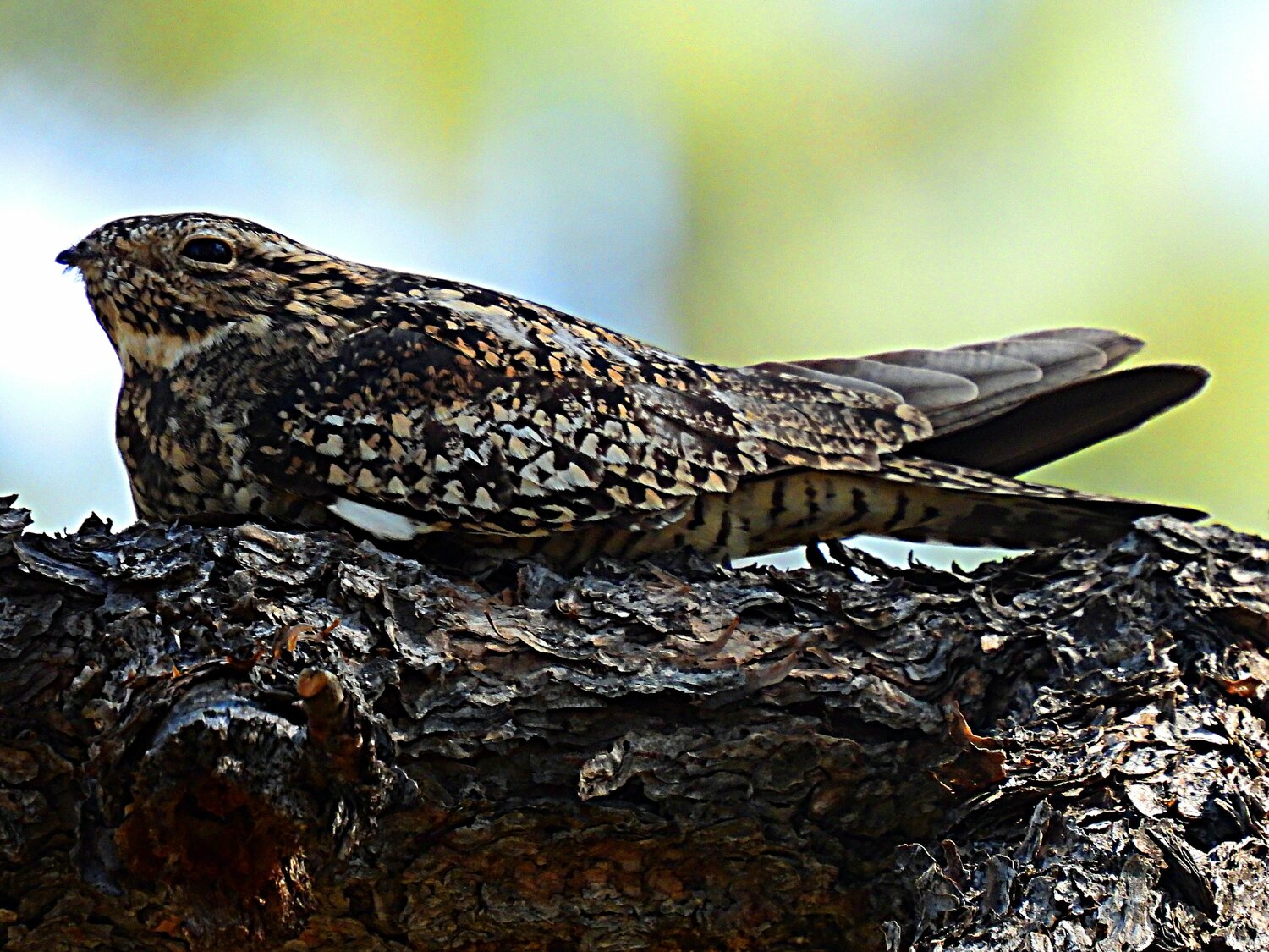 Bird of the Week - The Pagosa Springs Sun