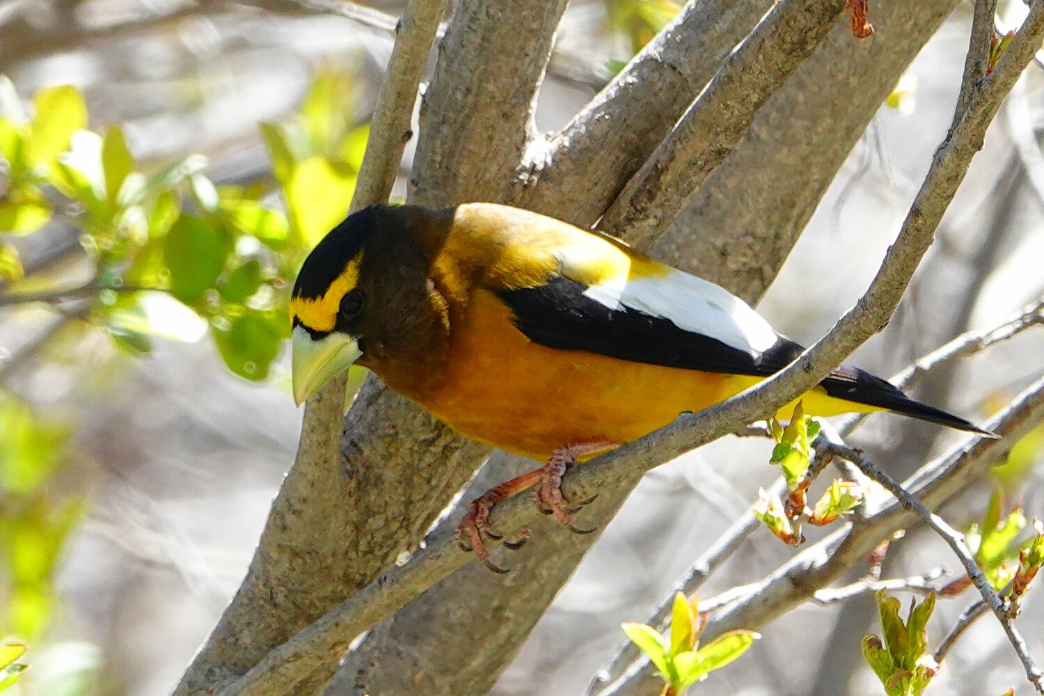 This week&rsquo;s Bird of the Week, compliments of the Weminuche Audubon Society and Audubon Rockies, is the evening grosbeak. 
It&rsquo;s hard to predict when these nomadic birds might show up, but it&rsquo;s easy to tell when they are around. Except during breeding season, these social birds travel in flocks. They don&rsquo;t sing like other songbirds, but they keep up a constant chatter of cheeping calls that makes the trees come alive. 
Adult males are colored mustard yellow below, have a yellow eyebrow and large patches of white and black on the wings. Females and immatures are gray with white and black on their wings. Both sexes are heavyset birds with a thick neck and a large, ivory-colored bill which turns green during breeding season. 
The word grosbeak, meaning large bill, is derived from French. Five different grosbeaks spend some time here, but not all are closely related. Grosbeaks in the cardinal family, including the blue, black-headed and rose-breasted, are seen only in spring or summer. Pine and evening grosbeaks, members of the finch family, are resident birds. 
Evening grosbeaks use their enormous bills and strong jaw muscles to crush seeds too large or tough for smaller seed eaters. They consume a variety of seeds, including those of pine and other trees. Seeds from last winter&rsquo;s bumper crop of ponderosa pine cones fed them well. They also feed on chokecherries and other small fruits like cherries, crab apples, snowberries, hawthorn fruits, Russian olive fruits and juniper berries. 
Anyone who hosts these birds at backyard feeders knows what voracious appetites they have. A flock can consume hundreds of pounds of sunflower seeds over the winter. After grabbing a seed, the grosbeak rolls it over in its bill until the seed lies along the bill&rsquo;s sharp edge with the peaked end pointing inside the mouth. In quick motion, it cracks the shell, spits out the hull and swallows the seed. They are regulars at the birdbath. 
In summer they also consume caterpillars, aphids and the tiny destructive spruce budworm forest pest. In winter they are often irruptive migrants, traveling outside their normal ranges in search of food. Sadly, since 1970 their numbers have plummeted by over 90 percent, the most dramatic decline of any North American songbird.
For information on events, visit www.weminucheaudubon.org and www.facebook.com/weminucheaudubon/.