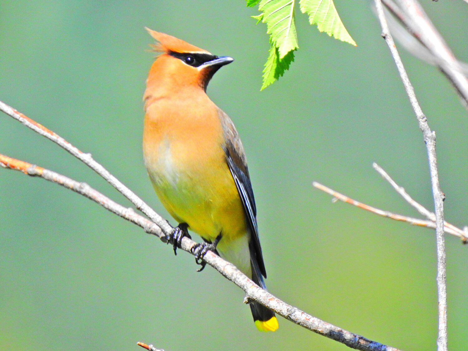 This week’s Bird of the Week, compliments of the Weminuche Audubon Society and Audubon Rockies, is the cedar waxwing. 
This bird is one of the few in North America that specializes in eating fruit and that can survive on fruits alone for months at a time. Waxwings pluck small fruits one at a time and swallow them whole, acting as agents of seed dispersal when they fly off and eliminate the seed in a different location. 
Native trees and shrubs like dogwood, serviceberry, juniper, cedar, mountain ash and hawthorn are all food sources. The popularity of using berry trees in landscaping has attracted these birds to towns and contributed to population gains. 
Cedar waxwings delight us with their beauty and behaviors. They are painted in a palette of silky, shiny hues of brown, gray and lemon-yellow and have a yellow-tipped tail. A black facial mask and cinnamon crest give them a rakish look. Their red wingtips with the appearance of sealing wax are the source of their name. 
Highly social birds, it is rare to see just one. Their high-pitched, insect-like calls announce their presence, often before they are seen. A group of waxwings may perch in a line on a branch and pass a berry back and forth until one bird swallows it. They have been known to become intoxicated after eating overripe berries in winter that have fermented to alcohol. 
Performing a courtship ballet, a male and female hop toward each other, sometimes touching bills. The male passes a small food item to the female, who takes it and hops away, returning shortly to give it back. This dance is repeated a few times and ends when the female eats the gift. Like goldfinches, cedar waxwings delay breeding to match the availability of their plant food sources, in their case summer fruits. 
Within their range, cedar waxwing flocks are nomadic, wandering irregularly in response to their food supply. Look for them now particularly in places near water with berry-producing trees and shrubs like our Riverwalk area.
For information on events, visit www.weminucheaudubon.org and www.facebook.com/weminucheaudubon/.