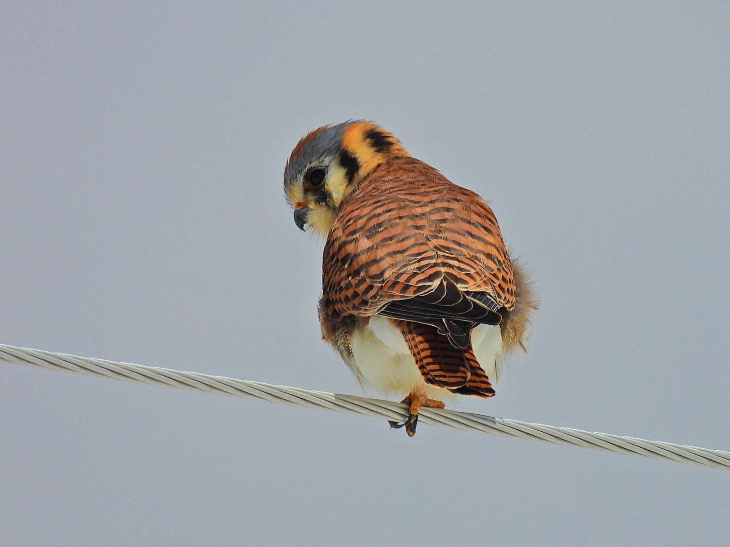 This week’s Bird of the Week, compliments of the Weminuche Audubon Society and Audubon Rockies, is the American kestrel. 
Scan the utility wires and fence posts bordering open areas and you just might find this familiar hunter perched and looking for a meal. This smallest falcon in North America occurs from the boreal forests of Canada and Alaska to the southern tip of South America. While northern breeders may head south for the winter, many are resident birds throughout this widespread range. 
The kestrel is a sit-and-wait hunter equipped with extremely acute vision and is able to locate prey moving on the ground below before dropping down for the catch. Its diet includes grasshoppers and other insects, lizards, mice and small birds. An ability to see ultraviolet light reflected by the urine trails of rodents provides the kestrel a glowing path to this prey. 
When a perch is not readily available, the kestrel can take advantage of wind currents to hover-hunt a short distance above the ground. Especially in fall and winter, surplus food items may be cached for later consumption. 
Like other members of the Falco genus of birds, kestrels have dark eyes, a notched beak and unfeathered legs. The American kestrel is one of the most colorful raptors, but only about the size of a dove. It characteristically pumps its tail while perched. The northern male’s rusty-colored back is set off by slate-blue wings and head, and dark spotting on the underside. Larger females are rusty-colored overall with dark barring on the back and wings. Both sexes appear small-headed and have two black slashes on the face. 
Although the American kestrel is still common, its population has experienced troubling and unexplained steep declines, especially in the northeast. Reasons are thought to be a complex combination of many factors, including climate change-related loss of insects and other prey, habitat conversion, pesticide use, predation by Cooper’s hawks, and loss of nesting cavities. 
In 2012, The Peregrine Fund started the American Kestrel Partnership to promote the installation of nest boxes designed for these birds and to form a partnership between scientists and community members to collect observations that advance the understanding of breeding activity. Information on their efforts can be found on peregrinefund.org. 
For information on events, visit www.weminucheaudubon.org and www.facebook.com/weminucheaudubon/.