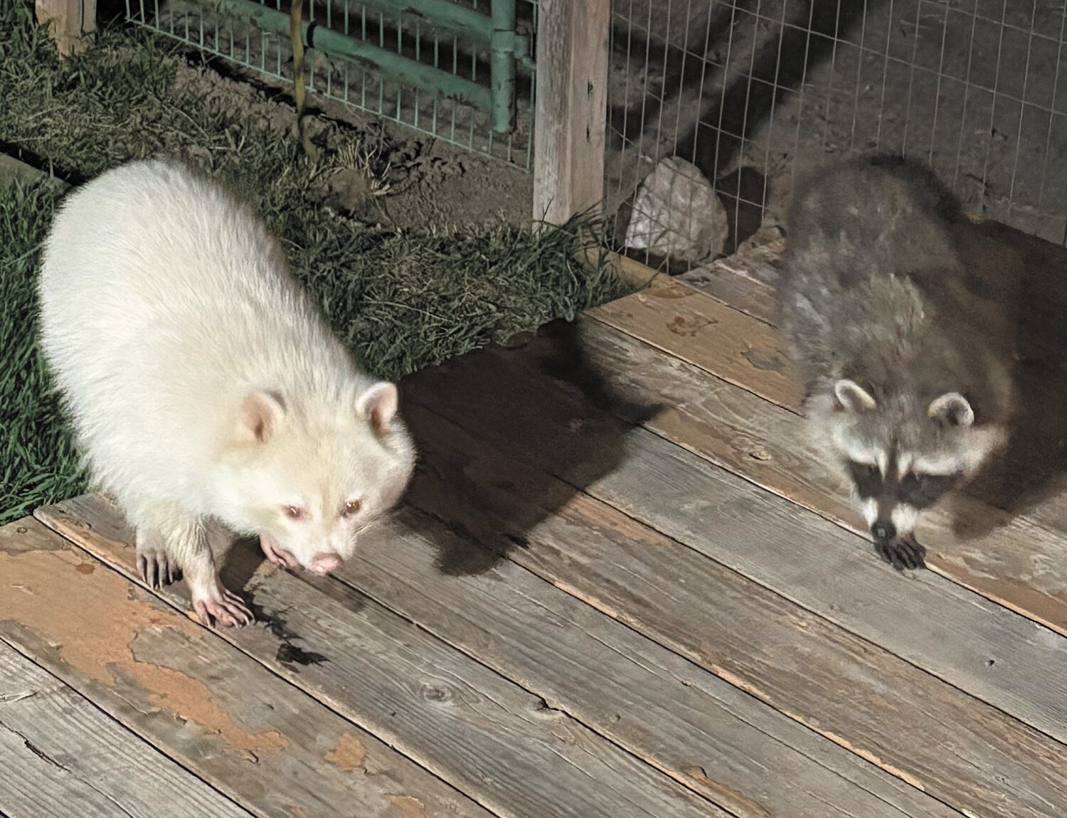 Nature’s contrast was on display at a local residence last week when multiple raccoons, one albino, showed up. According to Colorado Parks and Wildlife officials, the raccoon is believed to be a true albino, or as close as it can be. The officials state that’s a 1 in 10,000-20,000 occurrence in raccoons.