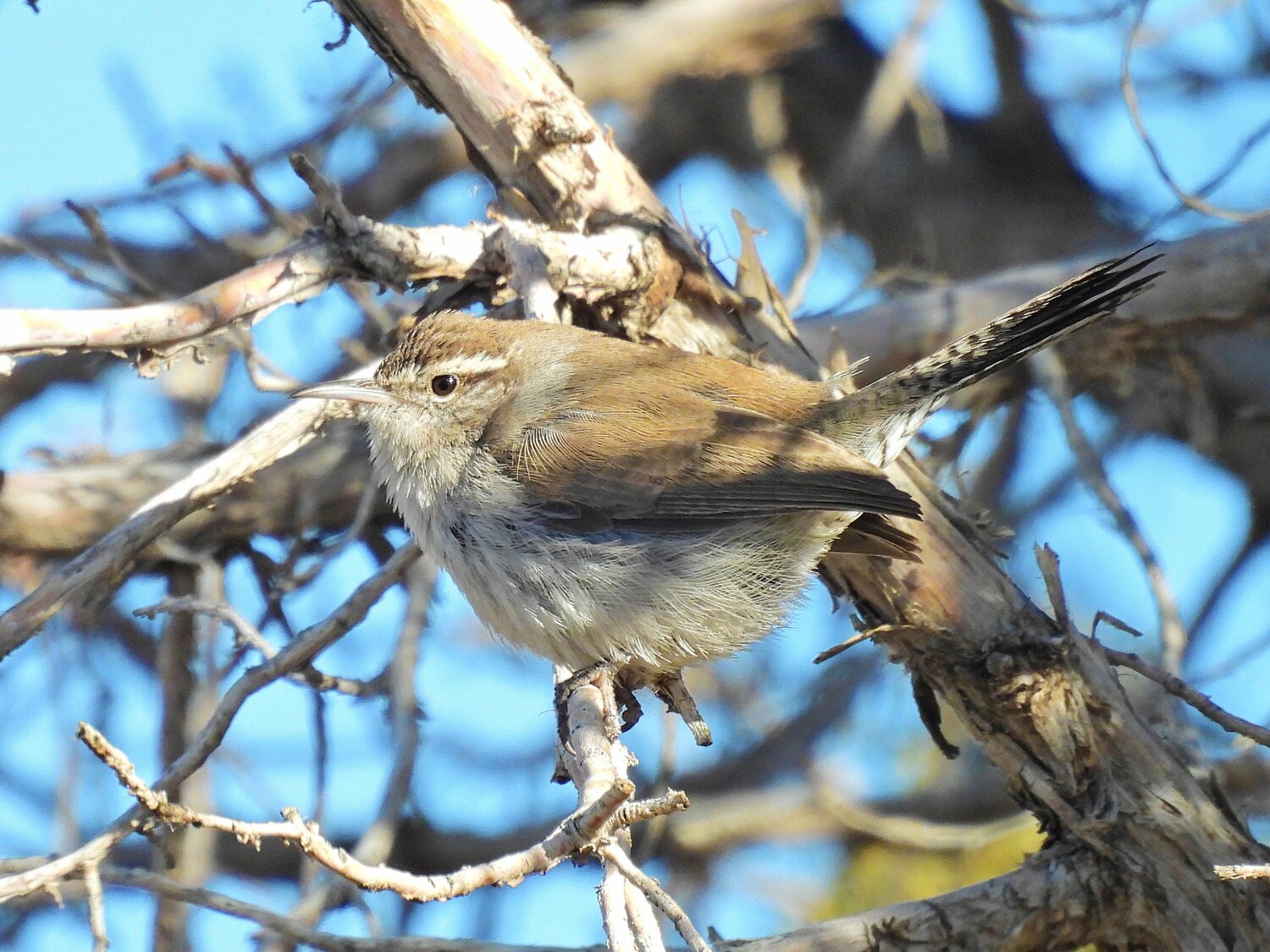 This week’s Bird of the Week, compliments of the Weminuche Audubon Society and Audubon Rockies, is the Bewick’s wren. 
This bird’s preference for dry, brushy or scrubby open country habitats is the reason why most often in Archuleta County it is found in the Navajo Lake region. Although it is reported year-round, it doesn’t spend much time in the open and can be difficult to spot unless its voice gives it away. 
The song of the Bewick’s wren is described as loud and melodious with similarities to that of the song sparrow. Year-round, song is the territorial defense of the male. A young male develops his unique song between the ages of 1 and 2 months. You might also hear harsh scolding calls from deep within the vegetation if you venture too close. 
Spotting a small, hyperactive, noisy bird with a barred and uplifted tail suggests that you are seeing a wren. Most have a long, decurved bill and subtle colors that blend into their habitat. Bewick’s have brownish or grayish upperparts, and whitish throat and undersides. Here they are distinguished from other wrens by a distinct white eyebrow stripe. They often spread their tail feathers and wag them side to side. 
Bewick’s wrens eat the eggs, larvae, pupae and adult forms of insects and other small invertebrates. They are acrobatic birds that hang upside down while gleaning prey from the trunks, branches and leaves of vegetation, generally feeding less than 10 feet from the ground. Before swallowing prey whole, they may subdue it by crushing, shaking or bashing it against a branch. Especially in winter, they supplement their invertebrate diet with seeds, fruits and other plant matter. 
Bewick’s wrens have become primarily birds of western parts of North America. It is perhaps not a coincidence that their severe decline in regions east of the Mississippi River, where they have all but disappeared, has coincided with the range expansion of the house wren. The more aggressive house wren is known to destroy the eggs and nests of Bewick’s wrens where both compete for cavity nest sites.
For information on events, visit www.weminucheaudubon.org and www.facebook.com/weminucheaudubon/.