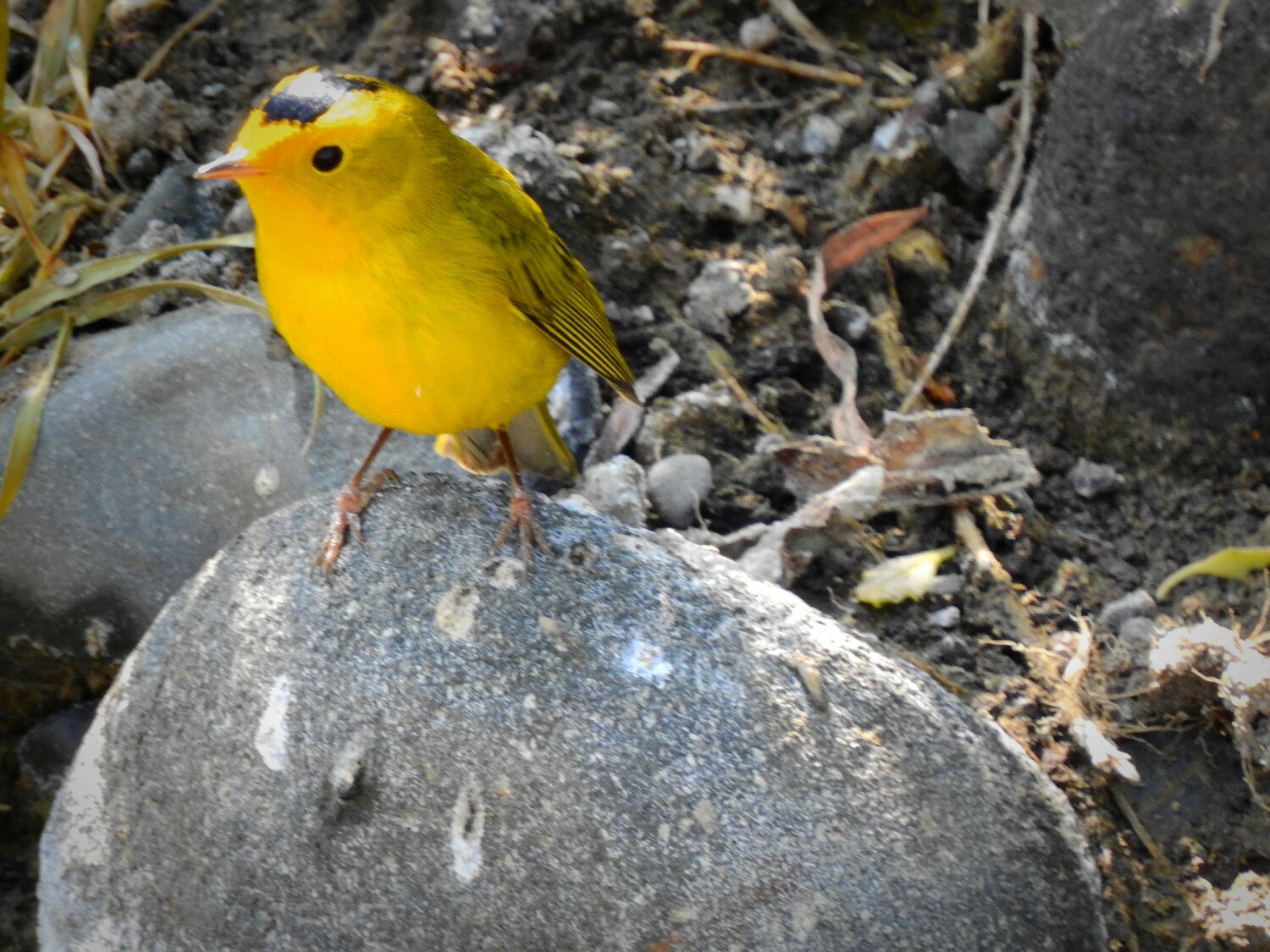 This week’s Bird of the Week, compliments of the Weminuche Audubon Society and Audubon Rockies, is the Wilson’s warbler. 
By this time of year, most of our summer wood warblers have departed for warmer winter ranges, but this one sticks around a little longer. Its breeding range extends farther north than others, and includes areas throughout Alaska and across Canada, south through the Rocky Mountains, and down ranges of the west coast. In Colorado, it breeds at higher elevations than other warblers. 
Unlike warblers that spend their time high in the canopy, this one forages at lower levels and doesn’t require neck contortions to spot. In the high country, it favors willow habitats that support abundant insect life like the ones bordering mountain streams, ponds and wet meadows. The majority of these warblers nest on the ground in low, dense stands of willows, alders and shrubs. 
This is primarily an insectivorous bird that feeds on adult and larval forms of insects and spiders. It is an active forager seemingly always in motion, flicking its wings and waggling its tail as it hops within a shrub. It will also dart out to nab an insect flying by. 
On their winter range in the highland oak forests of Mexico, Wilson’s warblers also feed on the sugar rich secretions of scale-insects. These sap-sucking insects pierce plants to feed on the food-transporting phloem layer and excrete excess sugar and water in a sticky mixture known as honeydew. 
The Wilson’s is one of North America’s smallest warblers. They are bright yellow below, have olive-colored backs and black, beady eyes. Adult males wear a beret-like black cap of feathers. Some females show a small black cap, but most have an olive-colored crown. 
Wilson’s warblers were the test species used in developing a program that compares DNA differences in a single feather between populations to determine the breeding origin of birds encountered along their migratory pathways. This research has evolved into the Bird Genoscape Project, whose goal is to target limited conservation resources to areas where they are needed for North America’s most threatened birds.
For information on events, visit www.weminucheaudubon.org and www.facebook.com/weminucheaudubon/.