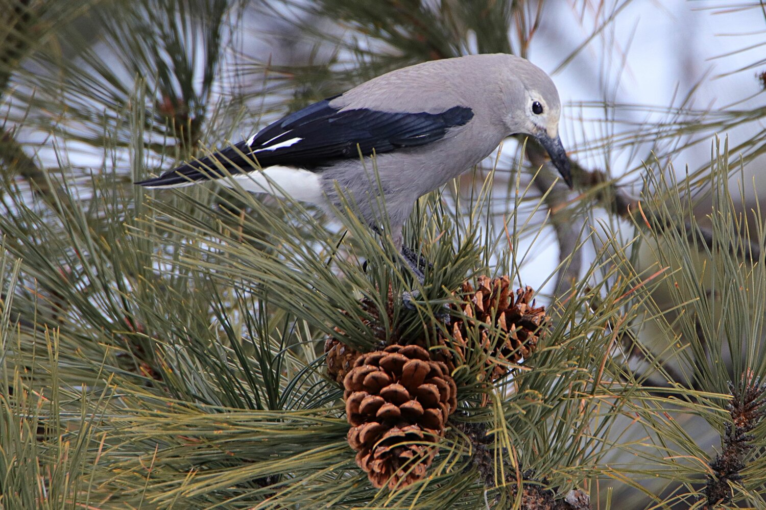 This week&rsquo;s Bird of the Week, compliments of the Weminuche Audubon Society and Audubon Rockies, is the Clark&rsquo;s nutcracker. 
Harsh calls, made to keep flock members in contact, signal the presence of this fascinating western bird. In elevations ranging to 12,000 feet, it is a bird of open subalpine zones near treeline that also occurs in middle-elevation conifer forests. Its travels in response to cone crops are nomadic rather than migratory. 
The Clark&rsquo;s nutcracker is a dark gray, jay-sized bird, with white-edged black wings and white outer tail feathers. It flies like a woodpecker, alternating flapping with holding wings to the sides. 
This &ldquo;winged forester&rdquo; is responsible for dispersing the seeds too heavy for the wind to carry of many tree species. Pine trees including whitebark, limber, pinyon, and southwestern white all benefit from seed harvesting by the nutcracker. Between September and December, Clark&rsquo;s nutcrackers are busy caching seeds for their winter food supply. Yearly each bird hides thousands and thousands of seeds, and while it retrieves a remarkably high percentage for food, those that it misses may provide seedlings for forest growth. 
Using its dagger-like bill, the nutcracker extracts seeds from cones and stashes up to 150 at a time in a special pouch under its tongue. It may hide seeds up to 15 miles away, burying them in the soil or, at higher elevations, storing them in needle clusters or under bark in trees. Using visual landscape clues, the bird remembers the locations of its hidden food stores for up to nine months, even locating them under the snow. 
A special mutualistic relationship exists between the Clark&rsquo;s nutcracker and the long-lived whitebark pine, a threatened keystone tree species that provides food for wildlife and stabilizes ground and snowpack in subalpine zones. The trees provide the birds with highly nutritious seeds loaded with fat, protein and calories, and in turn are primarily dependent on nutcrackers to harvest and bury their seeds for forest growth. 
Whitebark pines suffer from attacks of blister rust and pine beetles, and from high-intensity wildfires, all of which have been made more severe in a warming climate. Efforts to harvest seeds and plant seedlings from trees with natural resistance to the rust fungus are providing hope for the continued existence of these high-elevation forests.
For information on events, visit www.weminucheaudubon.org and www.facebook.com/weminucheaudubon/.