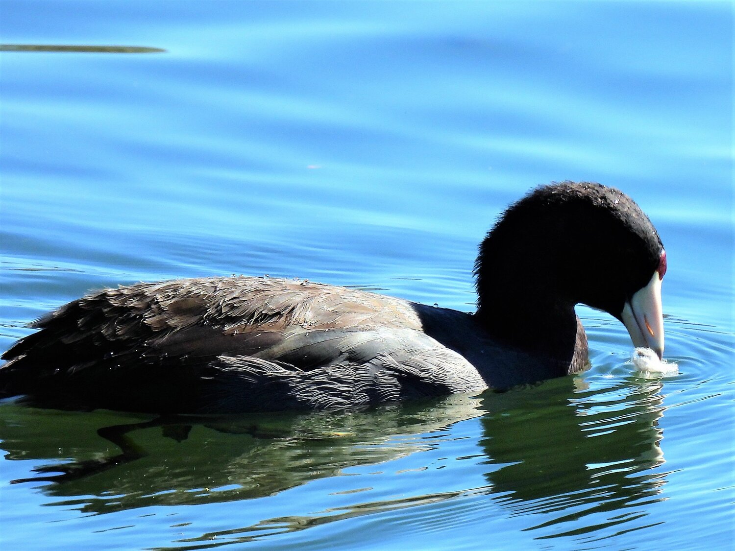 This week&rsquo;s Bird of the Week, compliments of the Weminuche Audubon Society and Audubon Rockies, is the American coot. 
Although it spends a lot of time in their company, this common waterbird is not a duck. Instead it is a member of the rail family of birds, which includes the sora and Virginia rail, much smaller birds that pop in and out of the vegetation at the edge of a marsh. 
Colored dark gray to black, the American coot appears plump and chicken-like. Its white beak transitions to a frontal face shield with a red tip. Fledgling coots seen in spring have colorful red skin on their heads and orange-tipped black down. Noisy flocks communicate in cackling, grunting and croaking calls. 
Adaptations in the over-sized feet of American coots allow them to maneuver well both on land and in water. Each of their long, greenish toes is encased in two to three fleshy lobes that help push them through the water like webbing on the foot of a duck does. The lobes fold back when the foot is lifted, providing cushioning and mobility on mud, grass and ice. 
These long toes can inflict some damage when males lean back on the water and claw at each other with their feet in territorial fights. With short, stubby wings and short tails, what coots are not adept at is flight. Here their lobed feet assist them in running across the water&rsquo;s surface while flapping their wings to get airborne. 
On the water, American coots mainly eat the stems, leaves and seeds of aquatic plants and algae. They dive or dabble for food, depending on the water&rsquo;s depth. They are often observed to be the victims of wigeons and gadwalls that wait at the surface to grab the coot&rsquo;s food out of its mouth. On land, coots will eat terrestrial plants, grains, insects and other invertebrates, and small vertebrates. 
Especially in winter, coots gather in massive mixed flocks with other waterfowl. In fall, more than 800 at a time have been counted at Echo Reservoir and 300 at Lake Capote. It is one of the birds that we expect to tally in the Christmas Bird Count as long as there are areas of open water in December.
For information on events, visit www.weminucheaudubon.org and www.facebook.com/weminucheaudubon/.