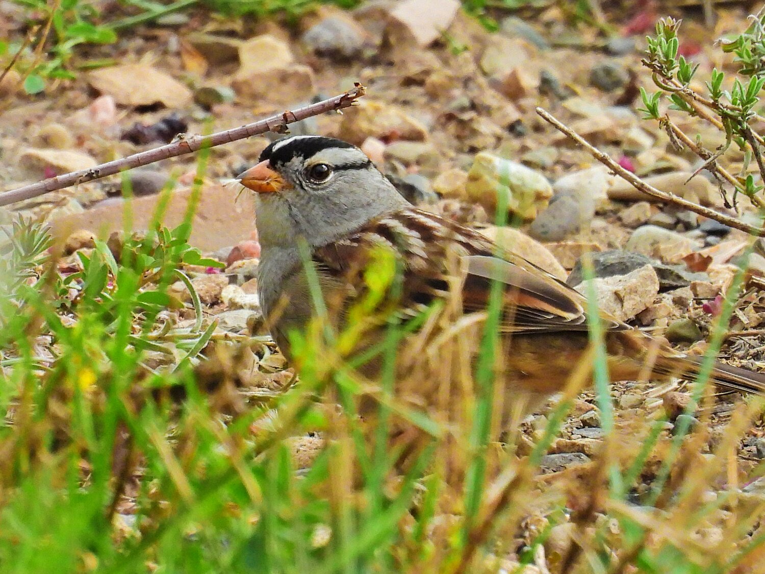 This week’s Bird of the Week, compliments of the Weminuche Audubon Society and Audubon Rockies, is the white-crowned sparrow. 
The distinct field marks of this sparrow make it possible to identify it with confidence. For a sparrow, it is relatively large and has a plain gray breast and long tail. What signals “white-crowned” is the pattern of bold black and white stripes on the peaked-shaped head of an adult. In immature birds, the head stripes are rusty brown and gray. 
This widespread and common sparrow is a winter bird across most of the United States. Outside of breeding season, they are often seen feeding in flocks in brushy fields, agricultural areas and roadsides, and show up in backyards searching the ground under feeders. They eat the seeds of weeds and grasses, grains and small fruits, supplementing with insects in summer. 
This bird’s wide distribution, geographic variations and adaptability have made it a popular scientific study subject. Its song has been one of the most studied sounds in animal behavior. Young males learn the song of neighboring adult males during the first two to three months of life. The variation sung by a male links him to a particular place, much like regional accents do for people. 
During the pandemic period in 2020 when reduced traffic made cities quieter, white-crowned sparrows in San Francisco were observed to respond by modifying the volume and quality of their song. This and other studies suggest that reducing the level of street noise in urban areas could result in higher species diversity. 
As we head into winter months, keep in mind suggestions of ways to make survival easier for the birds that visit our yards. Leave those dead flower heads and ornamental grasses rich with seeds standing to provide winter food for birds. Protect over-wintering insects by raking leaves into tree and shrub beds or into small piles in your yard for winter insulation. If practical, provide a small brush pile. And plan for spring additions of native plants to your living space by checking out Habitat Hero resources on audubon.org/rockies. 
 For information on events, visit www.weminucheaudubon.org and www.facebook.com/weminucheaudubon/.