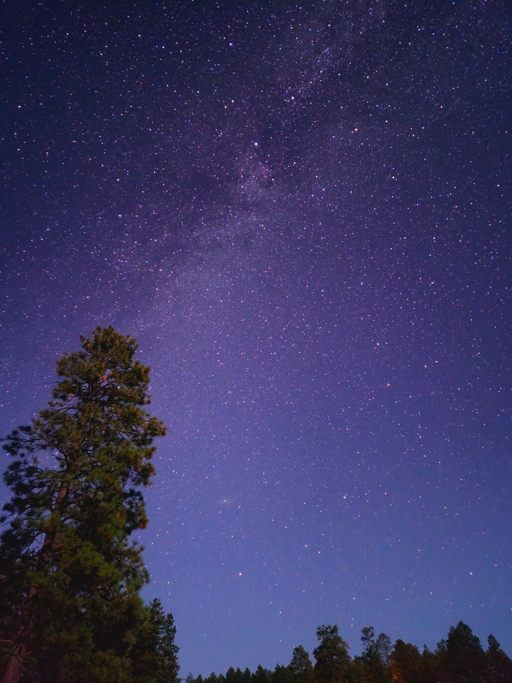 First place went to Patricia Wise, "Tree Top Points the Way."