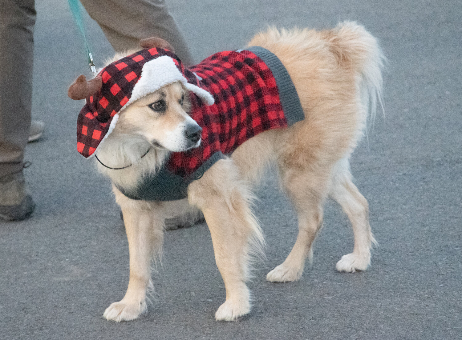 The spirit of the season is on display at the fifth annual Old Fashioned Christmas Celebration in downtown Pagosa Springs on Saturday, Dec. 20.
