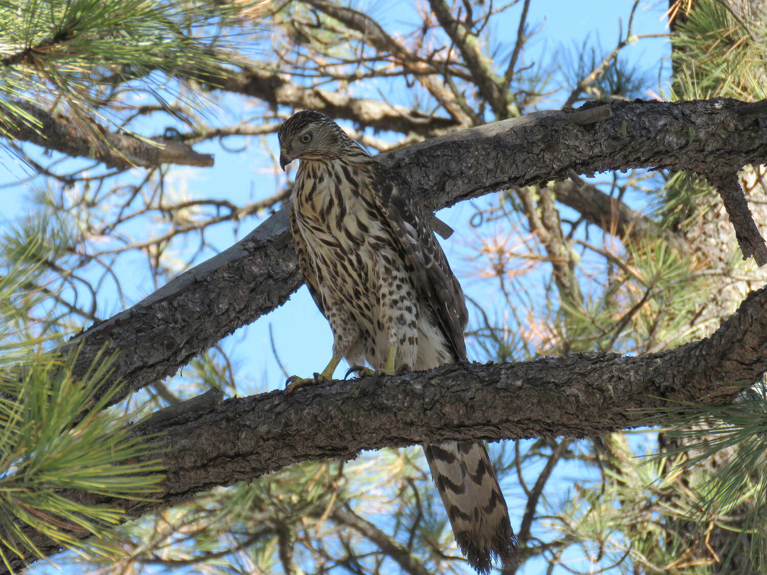 A Cooper&rsquo;s hawk perches on a branch during the December 2025 Christmas Bird Count.