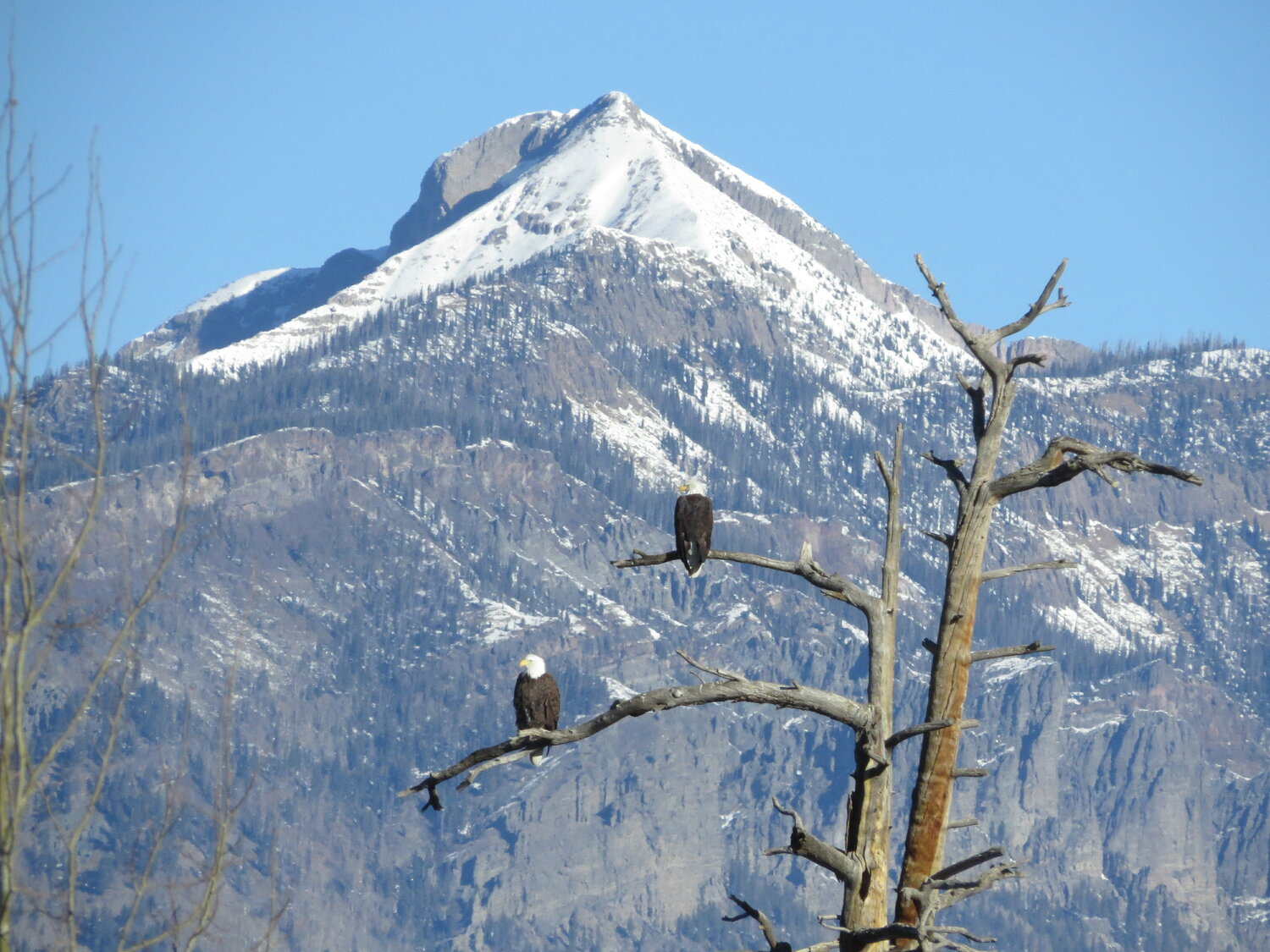 Two bald eagles are spotted in front of Pagosa Peak during the December 2025 Christmas Bird Count.