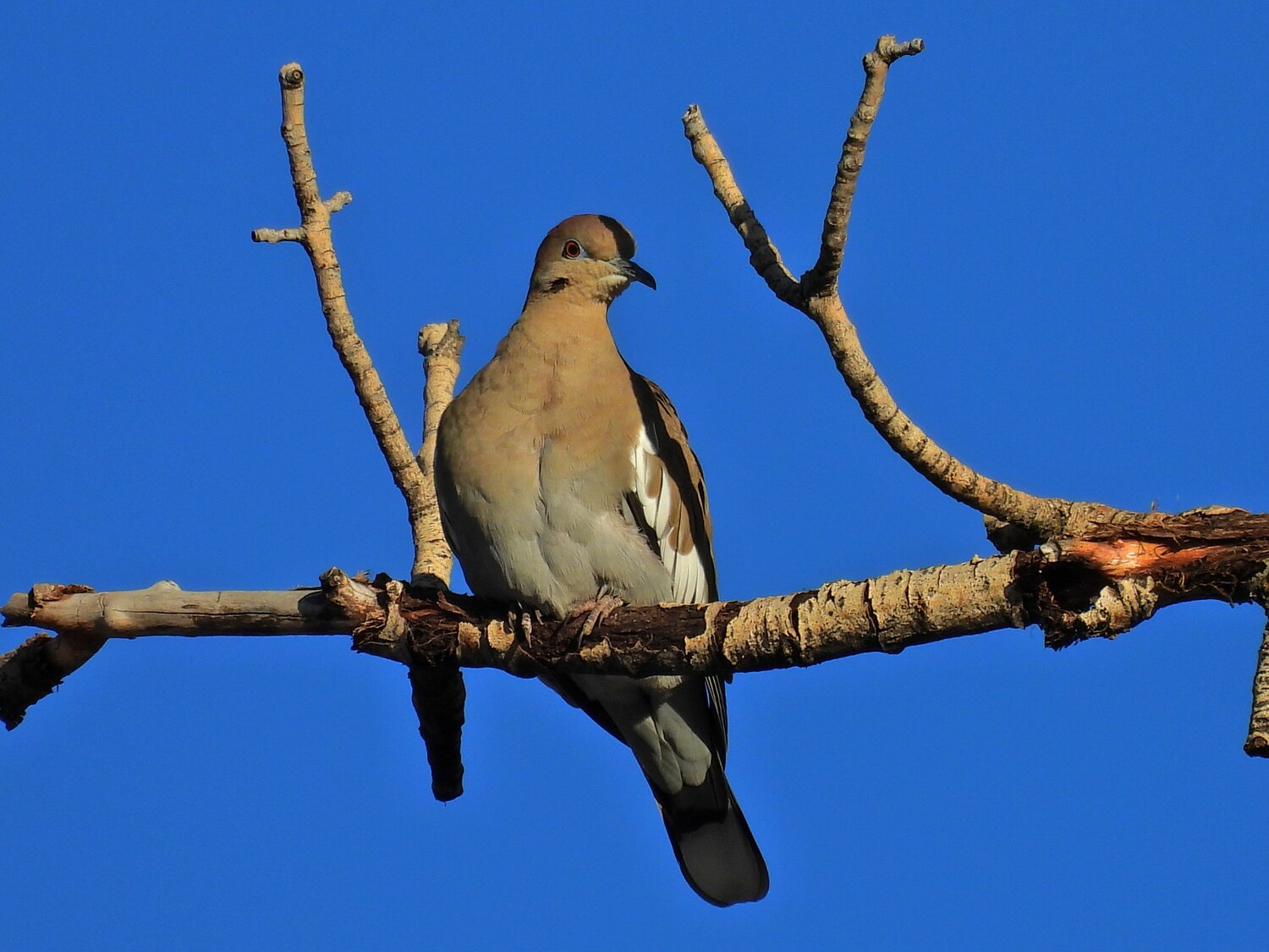 A white-winged dove is photographed during the December 2025 Christmas Bird Count.