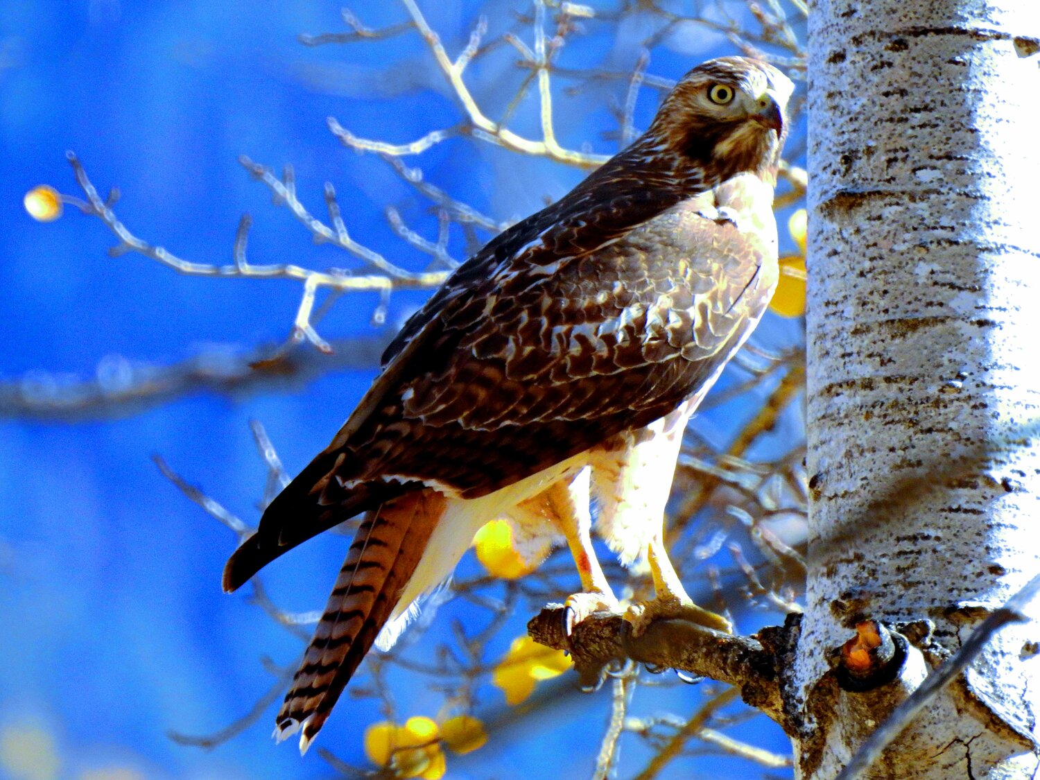 This week&rsquo;s Bird of the Week, compliments of the Weminuche Audubon Society and Audubon Rockies, is the red-tailed hawk. 
No other bird of prey graces us with regular occurrences in the Four Corners more than the red-tailed hawk. With a wingspan often exceeding 4 feet; long, rounded wings; and a wide tail, this species can cover a lot of ground with little exertion. Forming long-term pair bonds with mates, a pair will typically share a territory of approximately up to 2 square miles. Their prey base consists of 85 percent mammals, consisting largely of meadow voles, wood rats, mice, cottontail rabbits, jackrabbits, ground squirrels, prairie dogs and even carrion. Red-tailed hawks also enjoy a good snake or bird, when they can catch them. 
In the Four Corners region, birds tend to be year-round residents, whereas individuals at latitudes further north may migrate to make ends meet. Plumage can vary across regions. A few key field marks to note for the most ubiquitous plumage in this region (light morph) are the discernible brown belly band that divides the lighter colored breast and belly, the dark leading edge of the wing (patagium) when viewed from below, and the copper-colored red tail feathers. Juvenile birds exhibit more brownish tails and often have very dark, nearly blackish, beaks. When viewed from the backside, collapsed wings will often show a white &ldquo;V.&rdquo; A rarer plumage variation in our region is the Harlan&rsquo;s red-tailed hawk, which can look almost solidly brown. 
An adaptable bird, this species frequents open country, where visibility for predation is key. Look for birds on such perches as tall trees and telephone poles. Nesting season can run from early February through late spring with courtship behavior beginning in January. So, if you witness a pair playing together, involving steep-angled flight stunts, extended legs or even displays involving locking talons, then chances are that there may be nest construction or rehabilitation happening in the same region. Christmas Bird Count participants detected 38 red-tailed hawks during the December 2025 count.
A somewhat rare success story among fellow bird populations, this species has shown increases of more than 1 percent per year since the late 1960s. That said, they still struggle with modern development and habitat loss, energy infrastructure and lead poisoning. Visit peregrinefund.org to support the protection and habitat of red-tailed hawks and other raptors.
For information on events, visit www.weminucheaudubon.org and www.facebook.com/weminucheaudubon/.