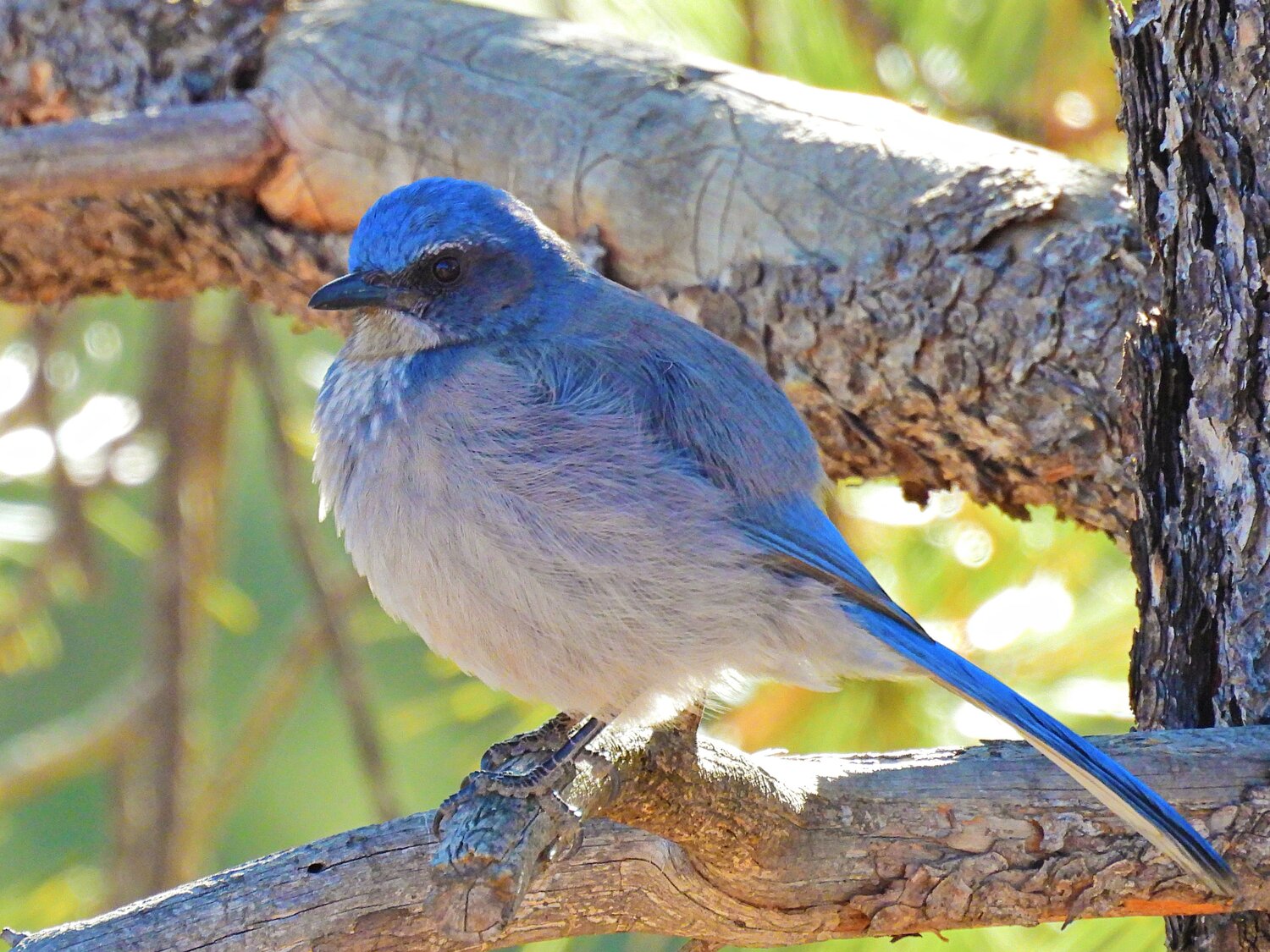 This week&rsquo;s Bird of the Week, compliments of the Weminuche Audubon Society and Audubon Rockies, is the Woodhouse&rsquo;s scrub-jay. 
This is one of the birds that adds a splash of blue to our compliment of winter birds. Its rounded, crestless head quickly distinguishes it from the black-crested Steller&rsquo;s jay, our other common blue-colored jay. The Woodhouse&rsquo;s is light blue and gray above, and has a whitish throat and gray belly. It has a long body and tail and a white strip above the eyes. Its gray and white markings separate it from the all-blue pinyon jay. 
Of the four species of scrub-jays, the Woodhouse&rsquo;s is the one found in the interior western part of North America, occupying parts of Nevada, Utah, the western halves of Colorado and New Mexico and down into Mexico. They primarily inhabit pinyon-juniper and oak-pinyon forests like those found in the southern parts of Archuleta County, but they also venture into our higher pine-oak woodlands and yards. 
Like other members of the Corvid family of birds, this scrub-jay is described as vocal, inquisitive and assertive. In summer it eats mostly insects and fruits, but switches to a vegetarian diet in fall and winter, which includes pine nuts, juniper berries and grass seeds. Its fairly thin, pointed bill is designed to extract seeds from the cones of ponderosa and pinyon pines. 
To carry it through the winter months, a scrub-jay caches food in hundreds of hiding places within its territory by poking shallow holes in the ground and covering the seed with dirt and leaves. One bird may store up to 6,000 pinyon seeds in a season. The jay is secretive when hiding food, first looking around to see if anyone is watching and moving its store to another spot if it is observed. 
At seed feeders, scrub-jays toss anything but sunflower seeds in good condition to the ground. Turkeys come running to grab what is discarded when a scrub jay lands to stuff its mouth full of food to bury. 
These birds are important agents of seed dispersal for trees whose seeds are too heavy to be carried by the wind.
For information on events, visit www.weminucheaudubon.org and www.facebook.com/weminucheaudubon/.