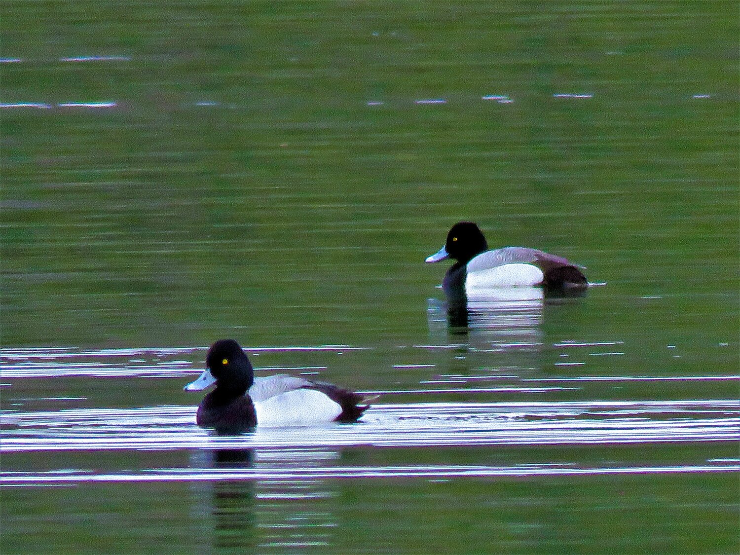Bird of the Week - The Pagosa Springs Sun