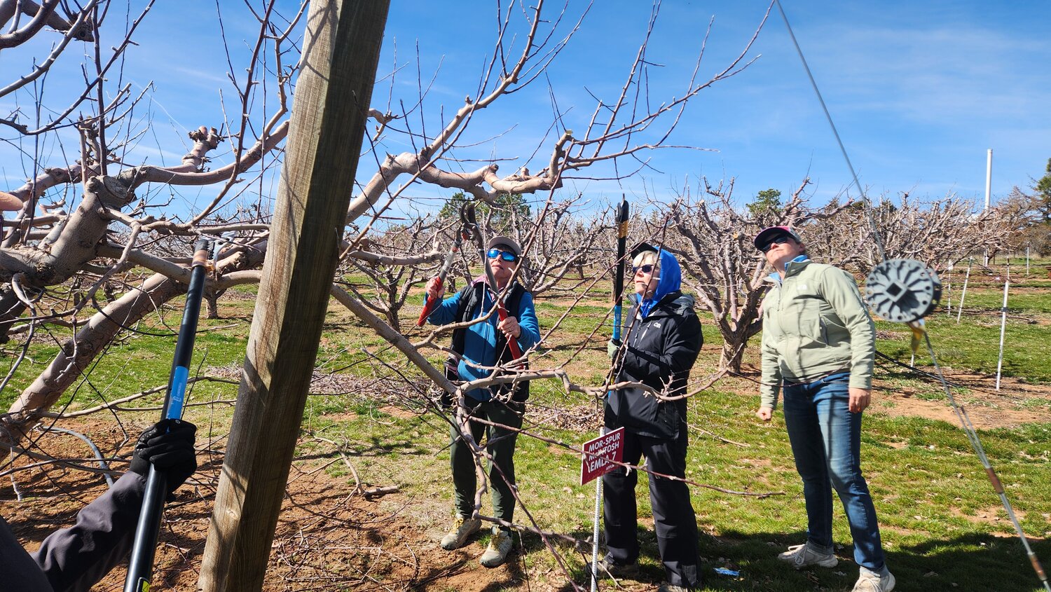 Tips for the science and art of pruning fruit trees