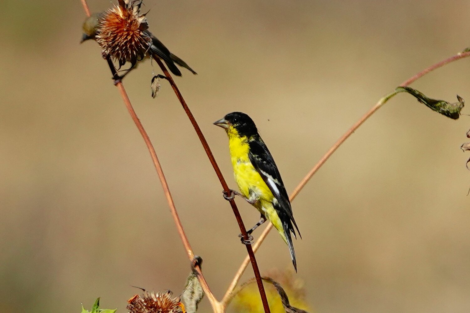 This week&rsquo;s Bird of the Week, compliments of the Weminuche Audubon Society and Audubon Rockies, is the lesser goldfinch. 
In many types of patchy, open habitats this bird is found from South America all the way to Washington State in North America, with much of the population in the United States living west of the Rocky Mountains. While these small birds in North America were historically found primarily in the southwest, they are rapidly expanding their range throughout the Pacific Northwest. Data supplied by birdwatchers who log their observations online in eBird and Project Feeder Watch has been instrumental in documenting this population shift. 
Goldfinches are primarily seed eaters, and even nestlings are fed a mix of moistened seeds regurgitated by their parents. They mainly eat seeds of plants in the sunflower family. Their small size allows them to cling to the seed heads, bending the stem and ending upside down in the process. After prying open the outer seed covering with its bill, the goldfinch shakes its head to loosen the husk before swallowing the seed. They also readily come to feeders for Nyjer seeds. 
Lesser goldfinches lose water quickly and need to drink frequently. During hot temperature extremes they may risk dehydration in less than two hours. Recent research conducted in partnership between the Cornell Lab of Ornithology and Washington State University revealed that &ldquo;rivers emerged as crucial corridors&rdquo; along with urban areas in the northward range expansion of these birds. 
Adult lesser goldfinch males are yellow below and have a glossy black cap and white wing patches. Typically their backs may be solid black in the eastern part of their range or dull green along the coasts. Females and immature birds have olive backs and dull yellow undersides. They are often found feeding in mixed flocks with other finch species, white-crowned sparrows and western bluebirds. Contact calls between flock members are frequent and sad sounding. 
While lesser goldfinches are permanent residents in much of their range, inland populations may move south or downslope in winter in search of food. We see them here much more commonly in summer than in winter. At a time when many species are struggling to thrive under a warming climate, lesser goldfinches are seemingly adapting better than others.
 For information on events, visit www.weminucheaudubon.org and www.facebook.com/weminucheaudubon/.