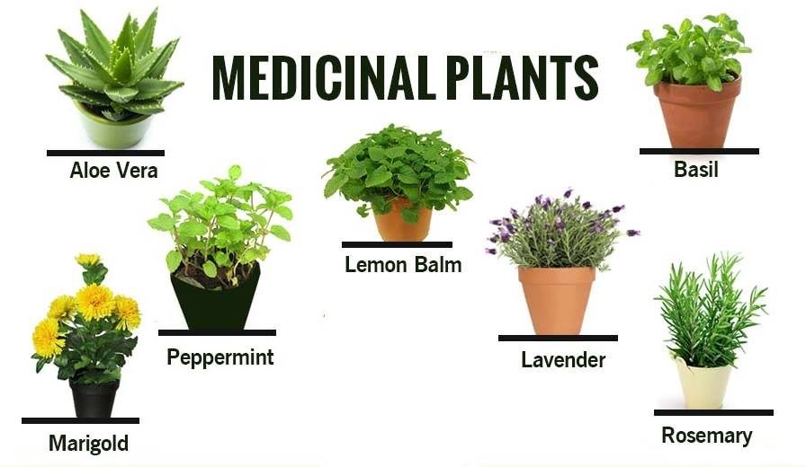 10 Medicinal Plants And Their Use