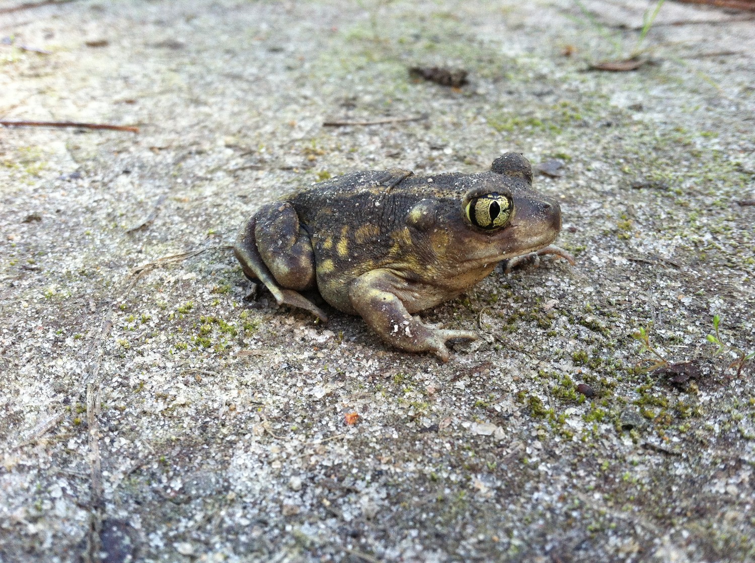 Restoring Habitats for Threatened Amphibians and Reptiles in Rhode