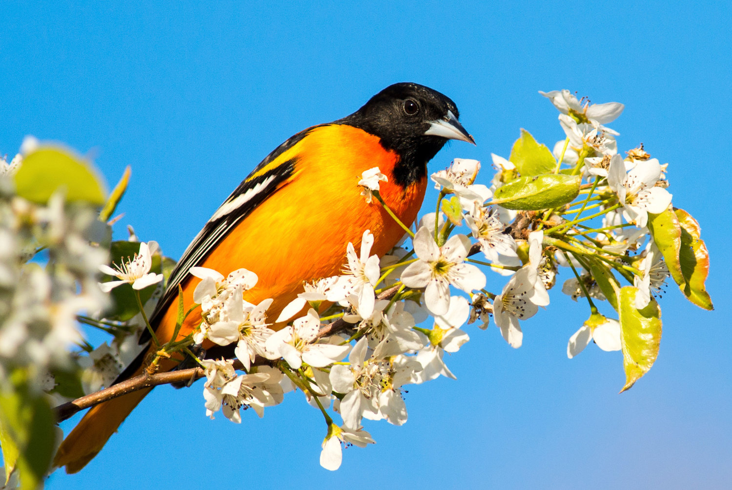 beginner-tips-for-birding-in-the-east-bay-providence-monthly