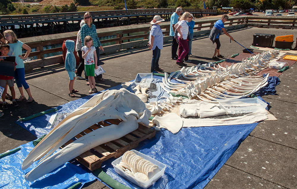 Gray whale skeleton draws a crowd | Port Townsend Leader