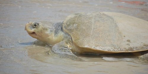 Volusia County Sees Record Year For Sea Turtle Nests Despite Matthew Wndb News Daytona Beach 0851