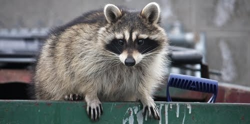 Flagler Warns Of Rise In Sick Raccoons That Could Impact Pets | WNDB ...