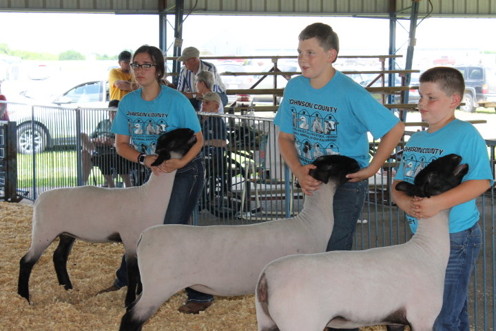 Maddy McDowell, Mason Bergsieker and Max Bergsieker, exhibitors from Lafayette County, set up their sheep for the judge in the show ring.