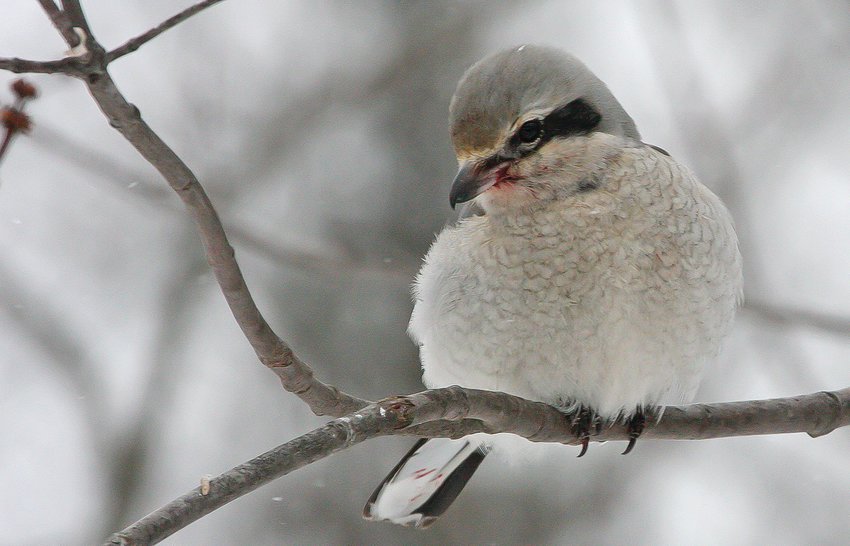 A northern shrike looks for prey from a convenient perch. Their population in Minnesota has been stable in   recent years.