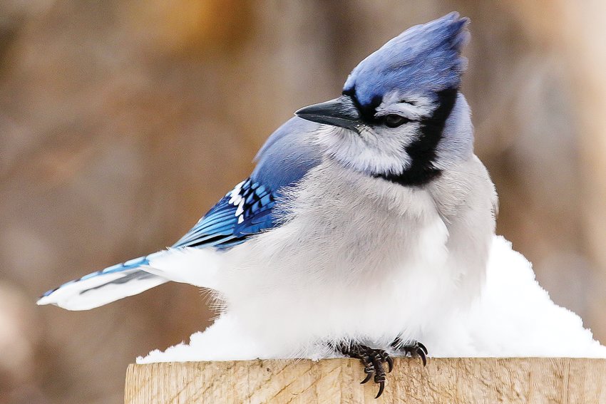 Here in the North   Country, blue jays pretty much rule at most bird feeders, putting them near the top of the pecking order.