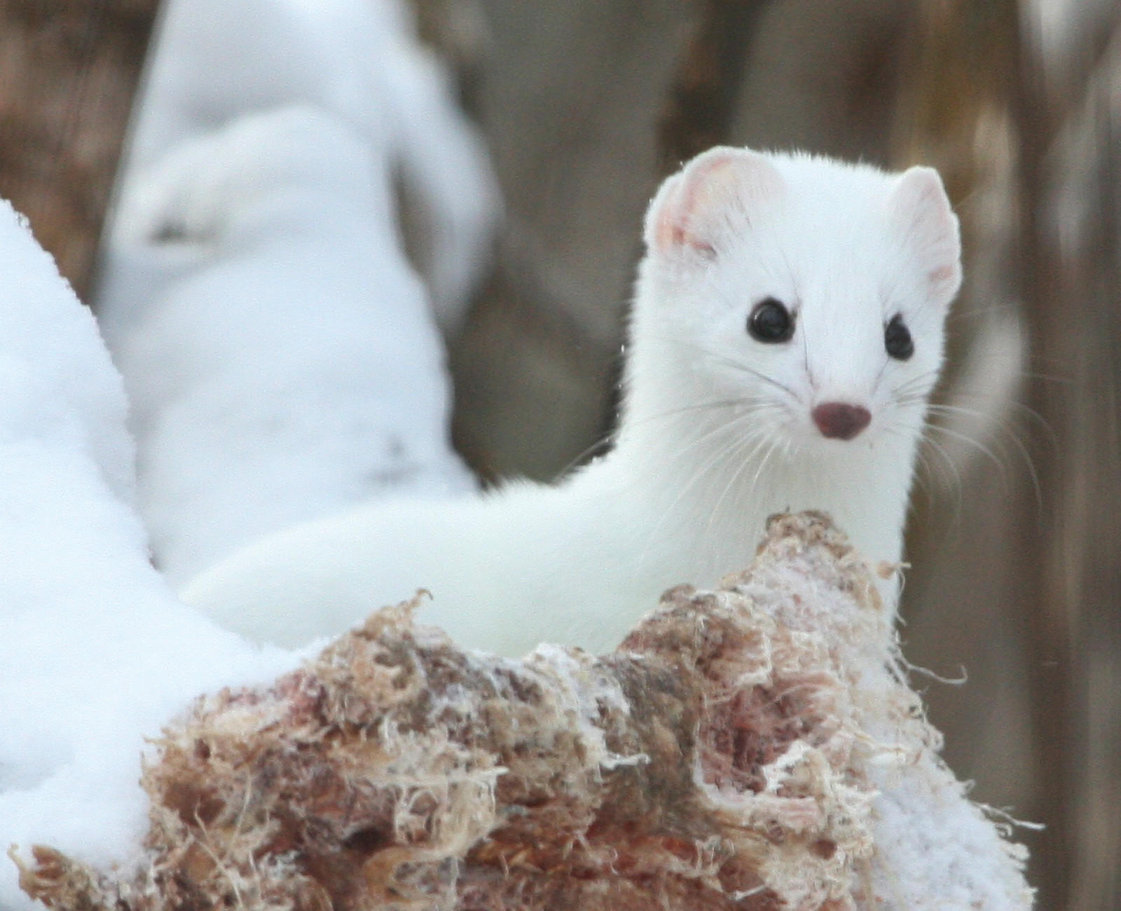 Weasels on the move | The Timberjay