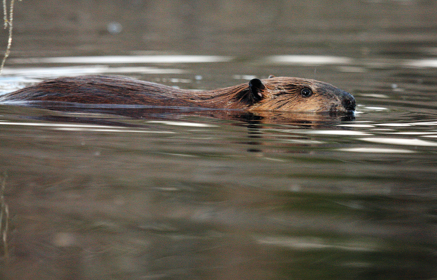 image of beaver swimming