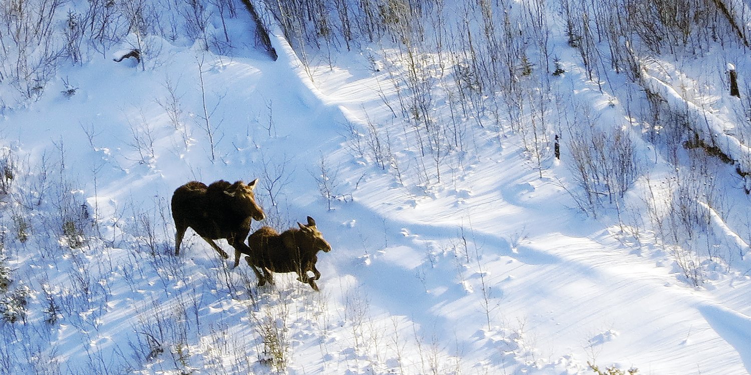 A moose cow and calf in the Pagami Creek burn.