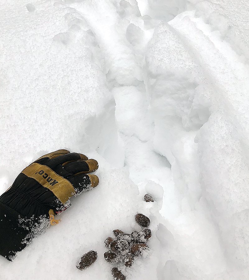 Moose tracks and droppings, with a glove for perspective.