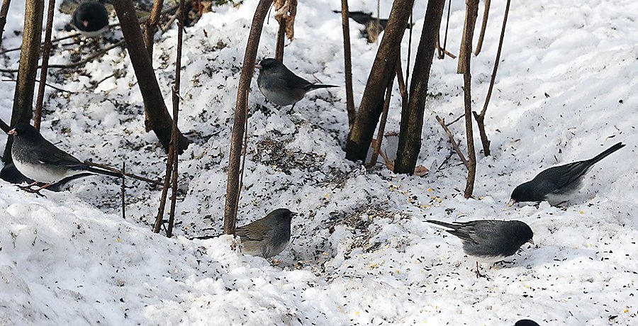 A flock of juncos feed under the protection of a hazel thicket.