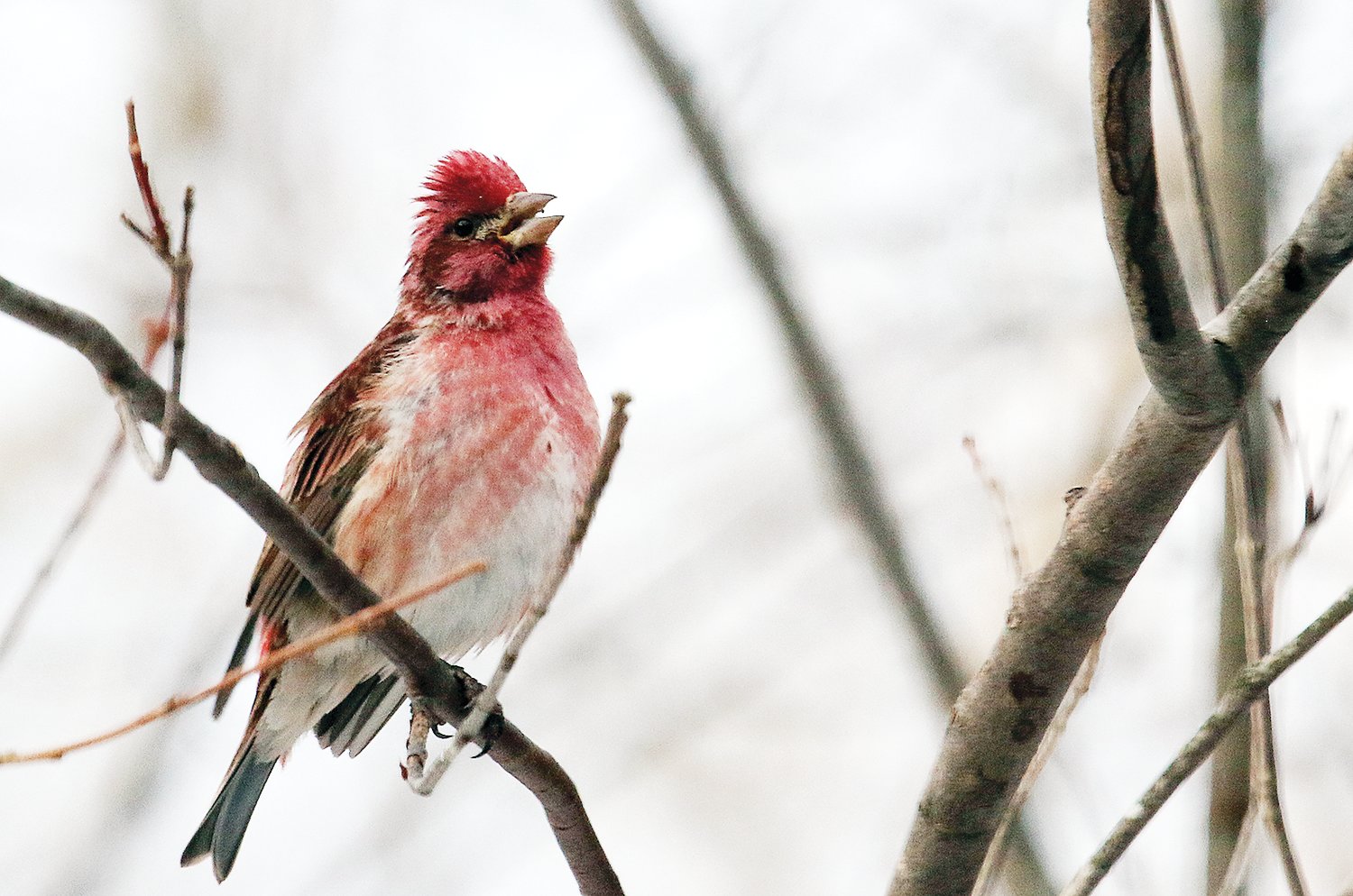 A male purple finch warbles for a mate amidst all the recent activity.