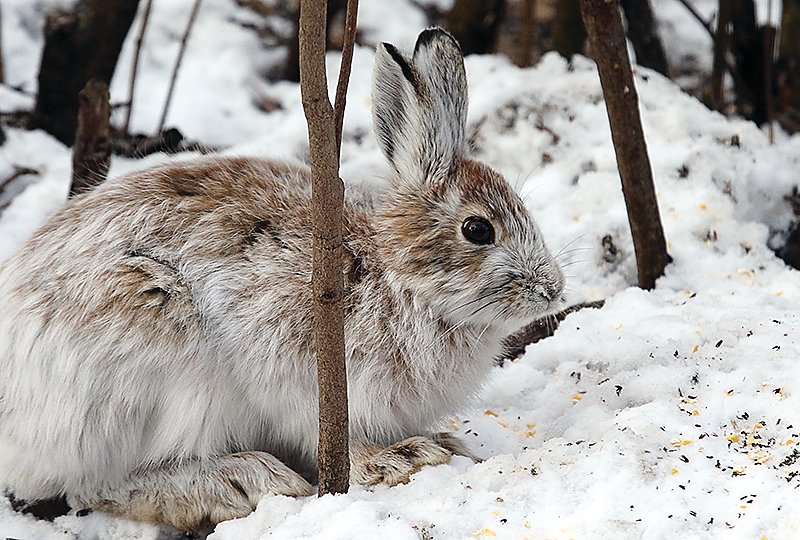 Snowshoe hares are regulars around the feeder as well.